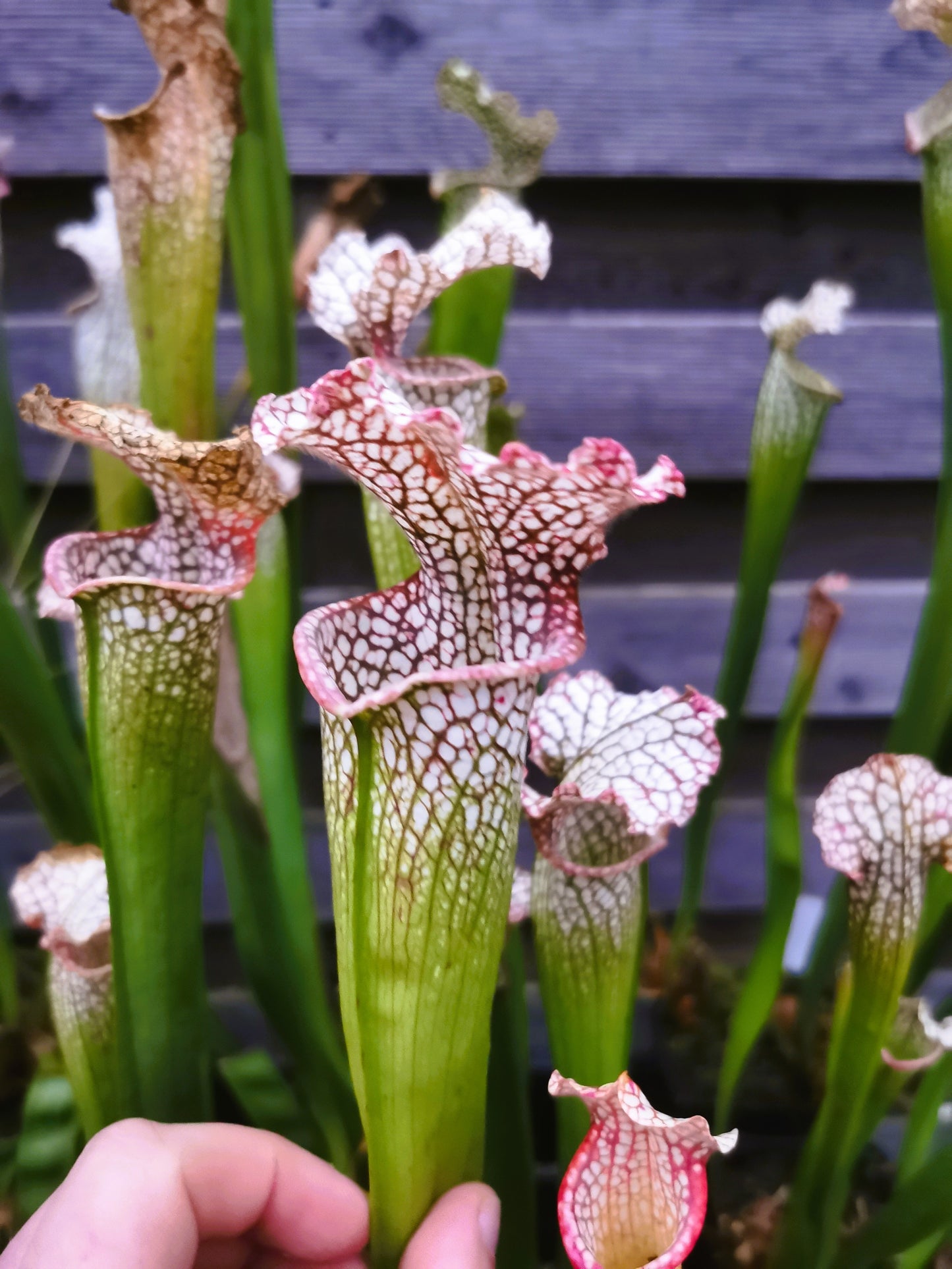 SL19 Sarracenia leucophylla --