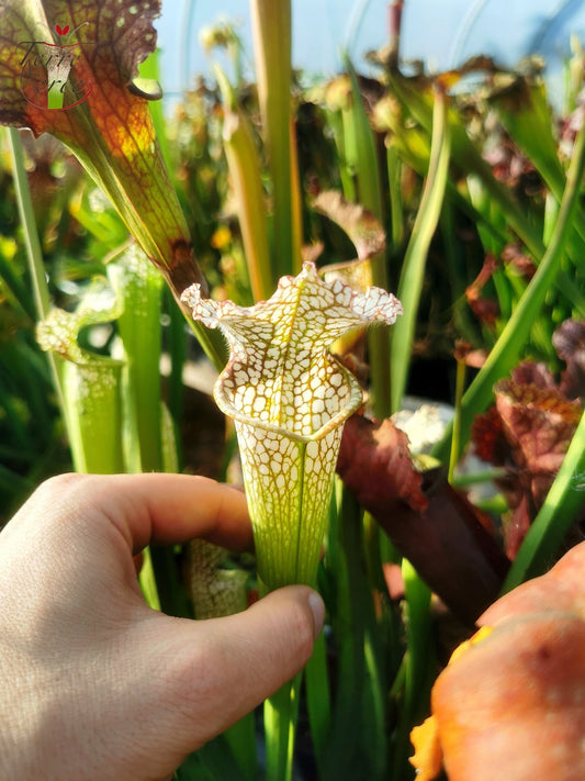 SL19 Sarracenia leucophylla --