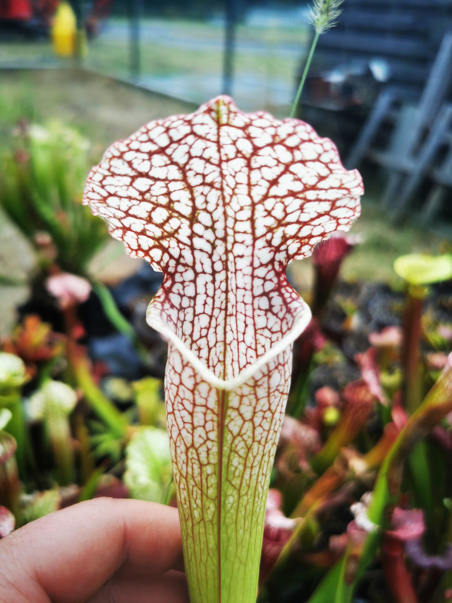 SL19 Sarracenia leucophylla --