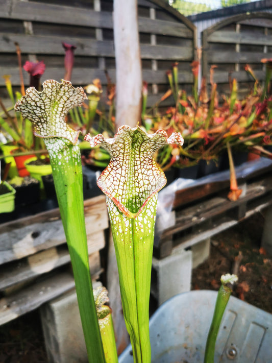 SL20 Sarracenia leucophylla -- “Rorqual”