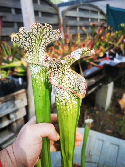 SL20 Sarracenia leucophylla -- “Rorqual”