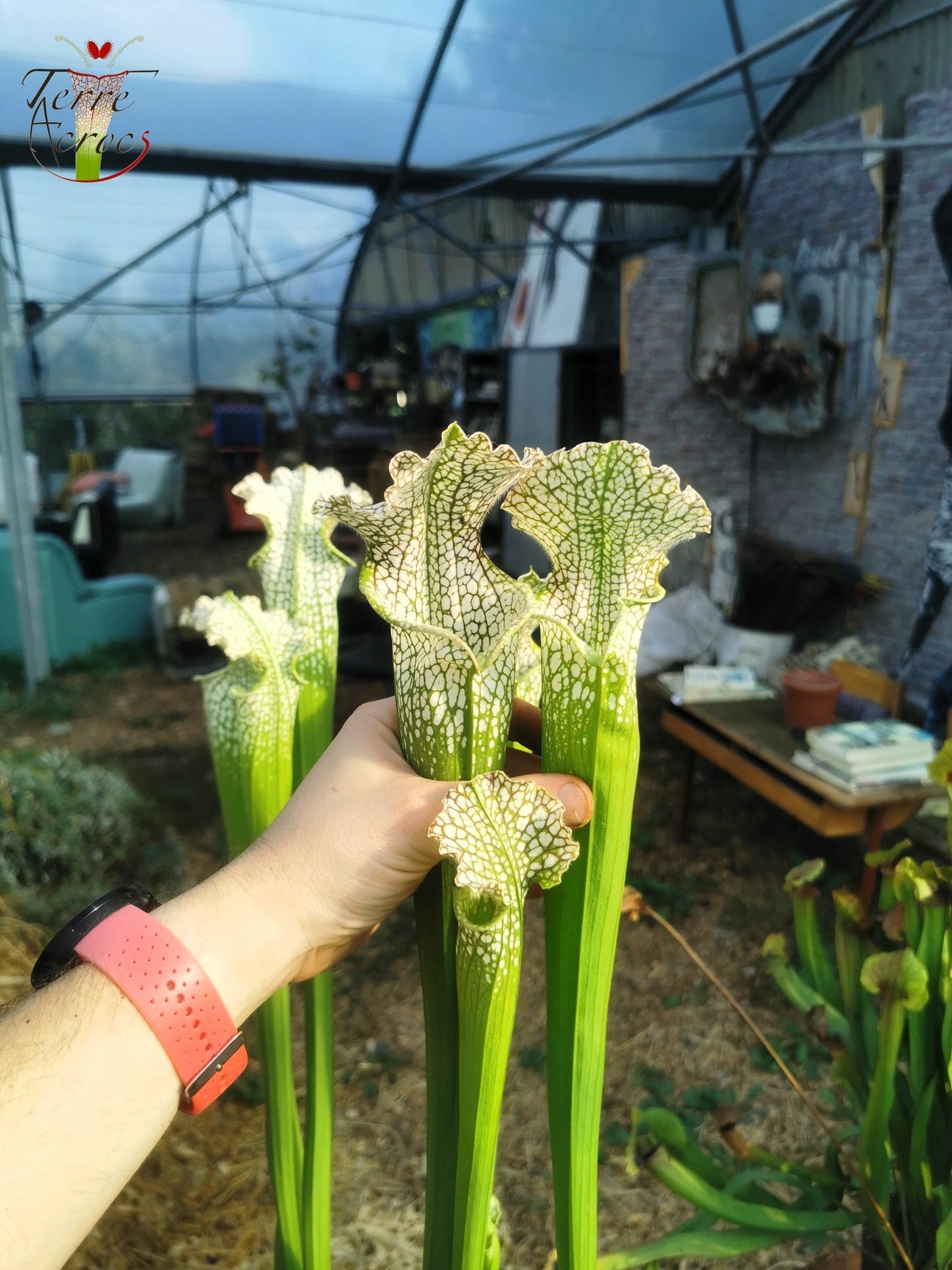 SL20 Sarracenia leucophylla -- “Rorqual”