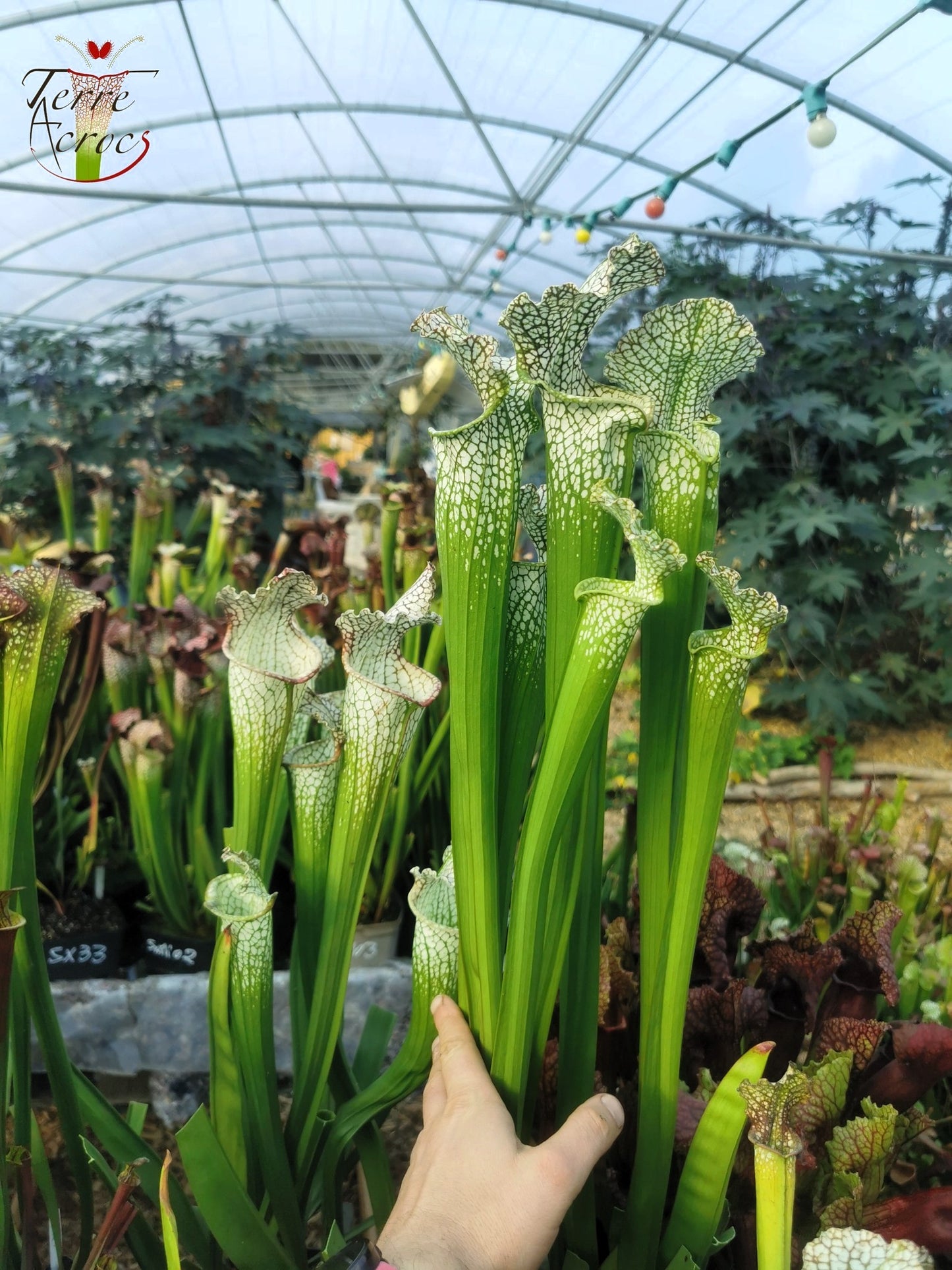 SL20 Sarracenia leucophylla -- “Rorqual”