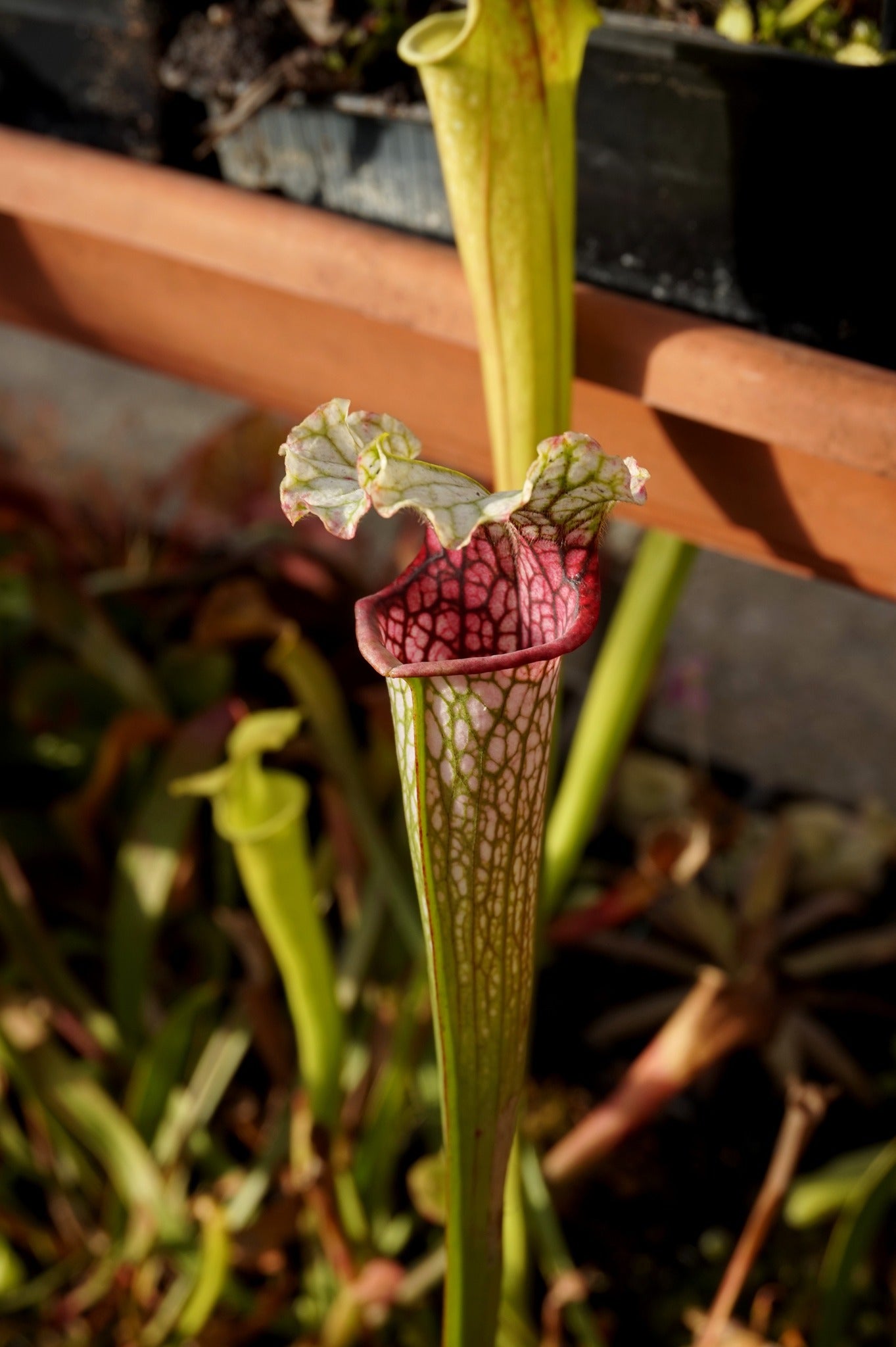 SL21 Sarracenia leucophylla -- Wavy lid, yellow flower.(PW)