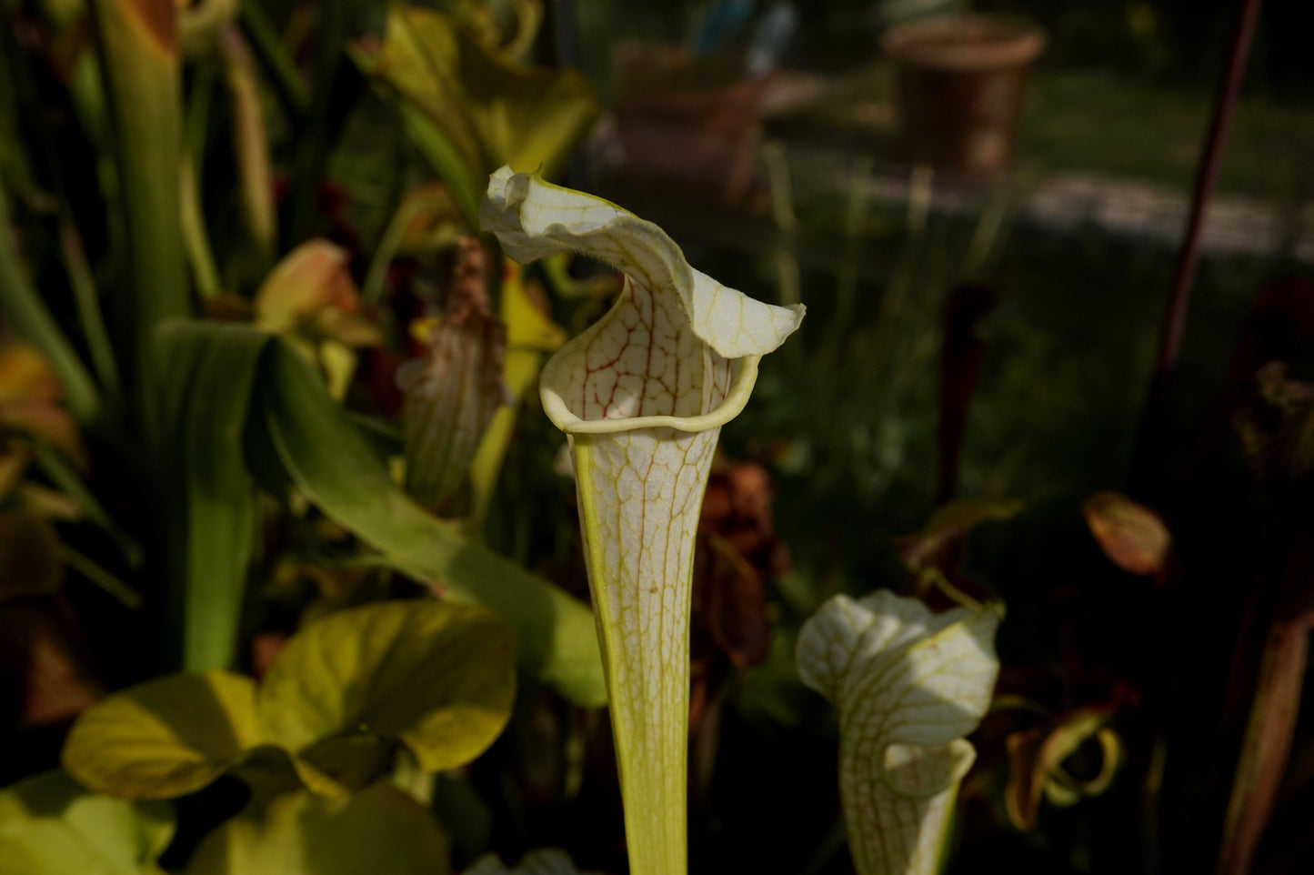 SL21 Sarracenia leucophylla -- Wavy lid, yellow flower.(PW)