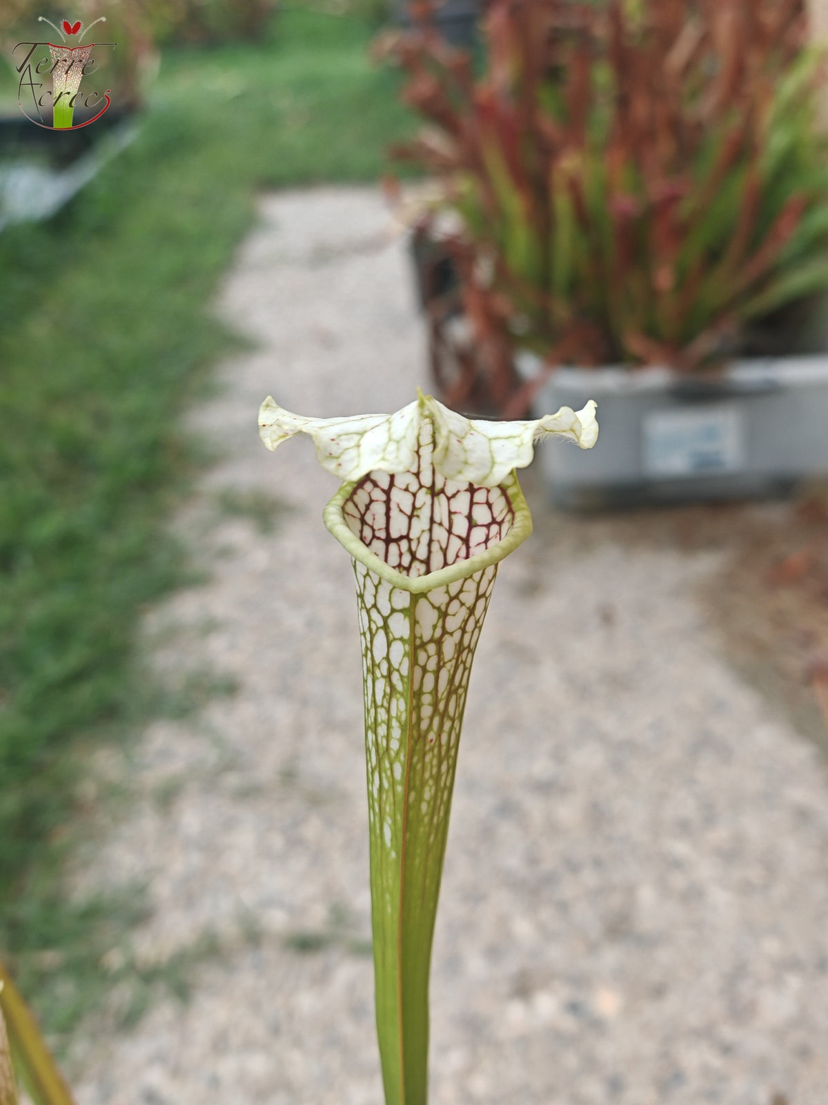 SL21 Sarracenia leucophylla -- Tapa ondulada, flor amarilla. (PW)