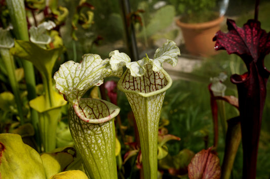 SL21 Sarracenia leucophylla -- Wavy lid, yellow flower.(PW)