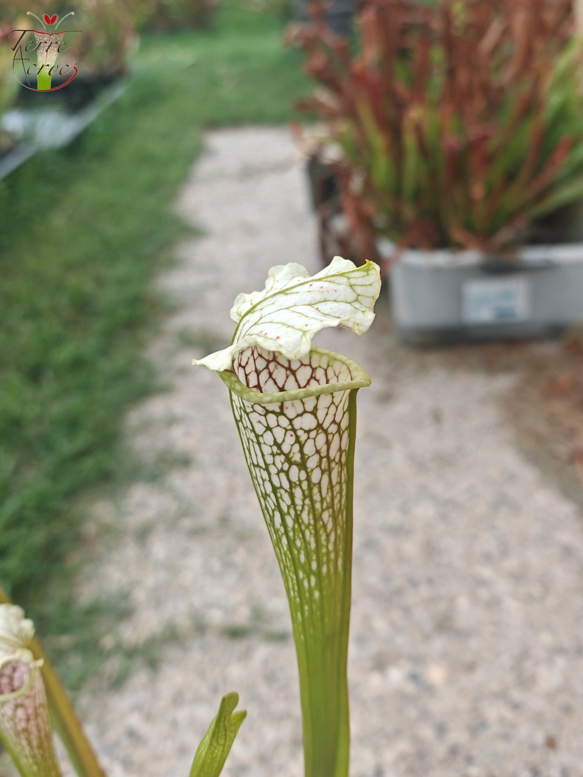 SL21 Sarracenia leucophylla -- Tapa ondulada, flor amarilla. (PW)