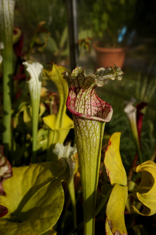 SL21 Sarracenia leucophylla -- Wavy lid, yellow flower.(PW)