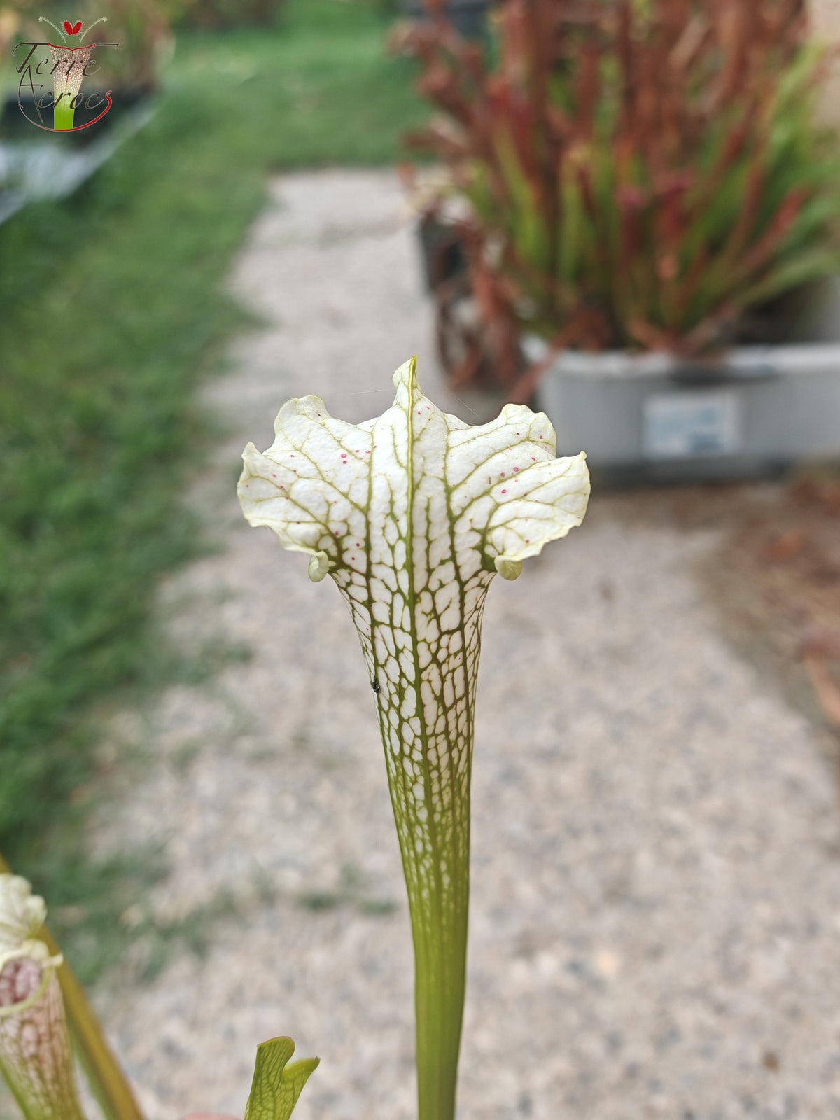 SL21 Sarracenia leucophylla -- Tapa ondulada, flor amarilla. (PW)