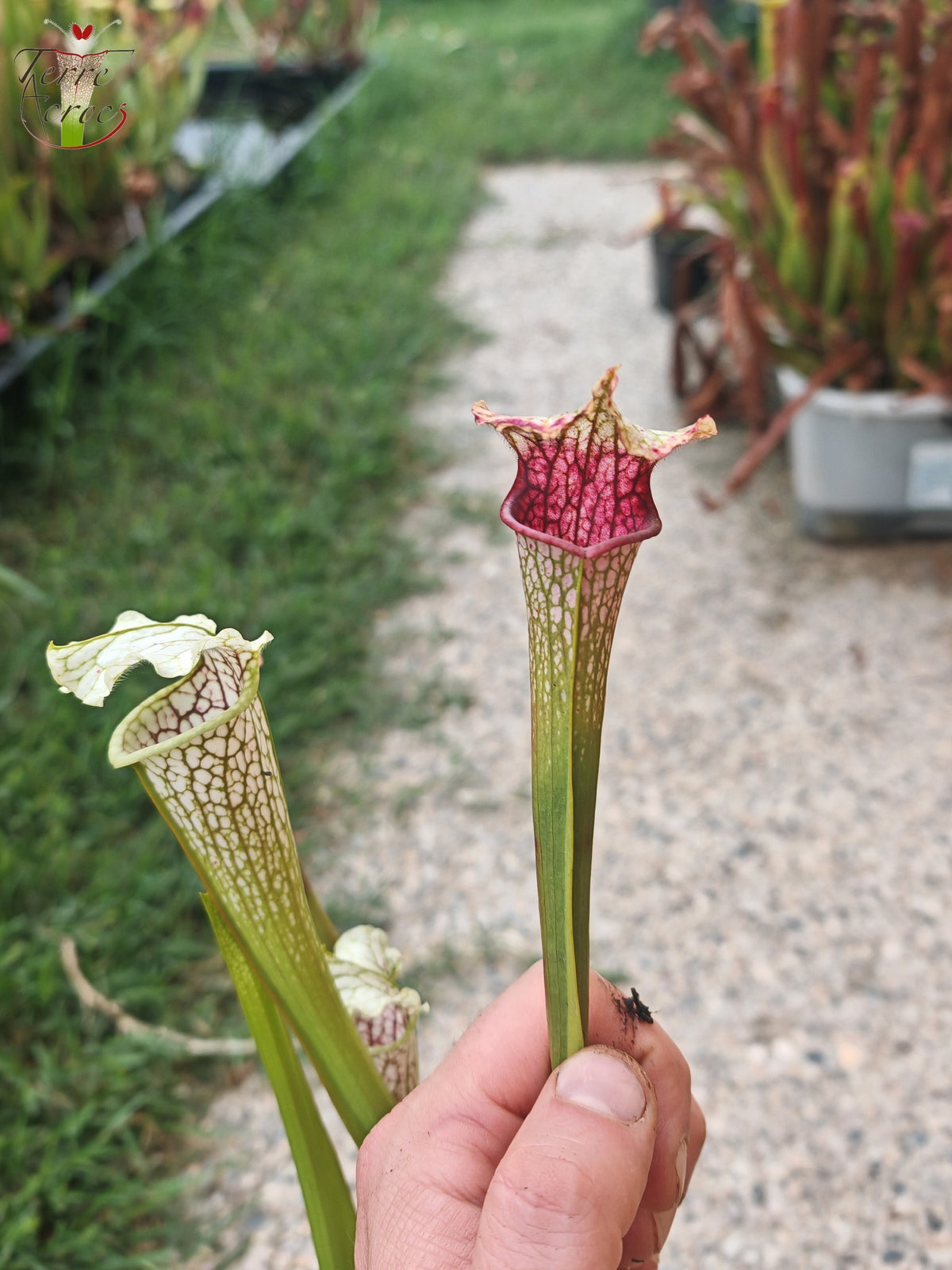 SL21 Sarracenia leucophylla -- Tapa ondulada, flor amarilla. (PW)