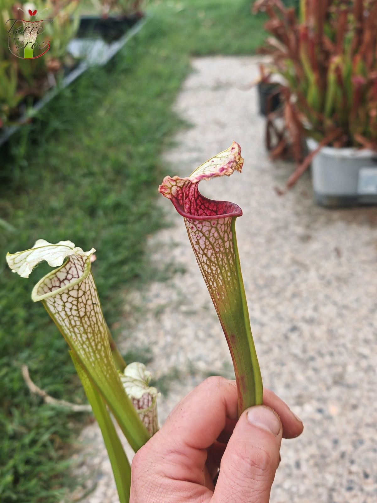 SL21 Sarracenia leucophylla -- Tapa ondulada, flor amarilla. (PW)