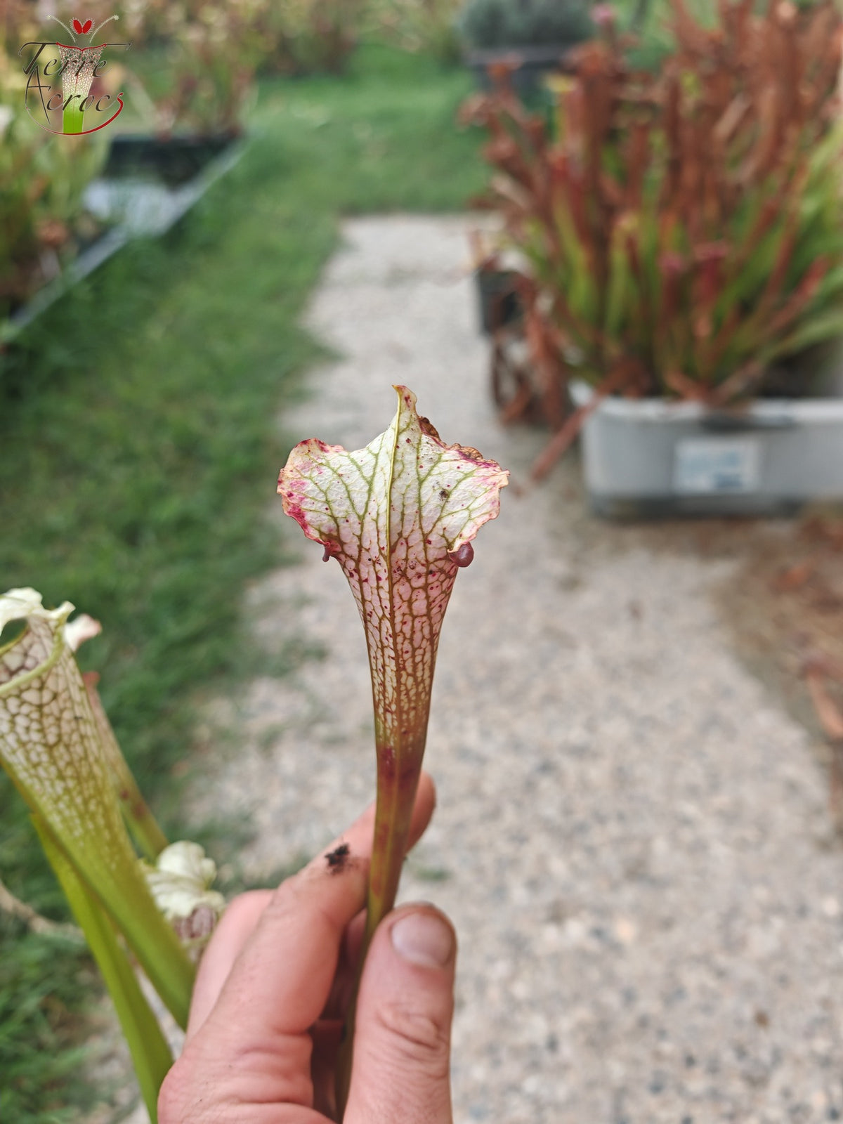 SL21 Sarracenia leucophylla -- Tapa ondulada, flor amarilla. (PW)