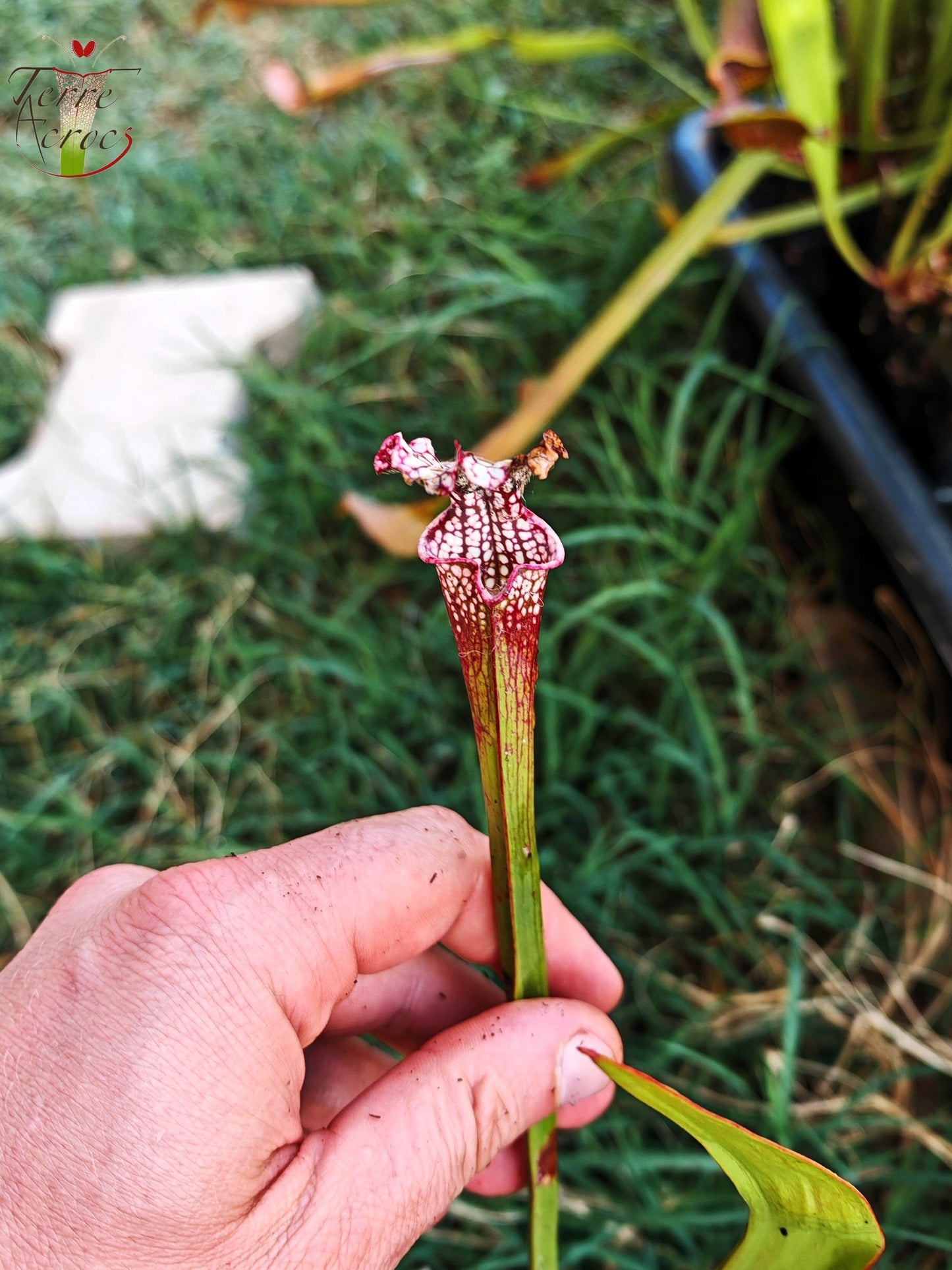 SL26c : Sarracenia leucophylla -- (L32c, MSrba)