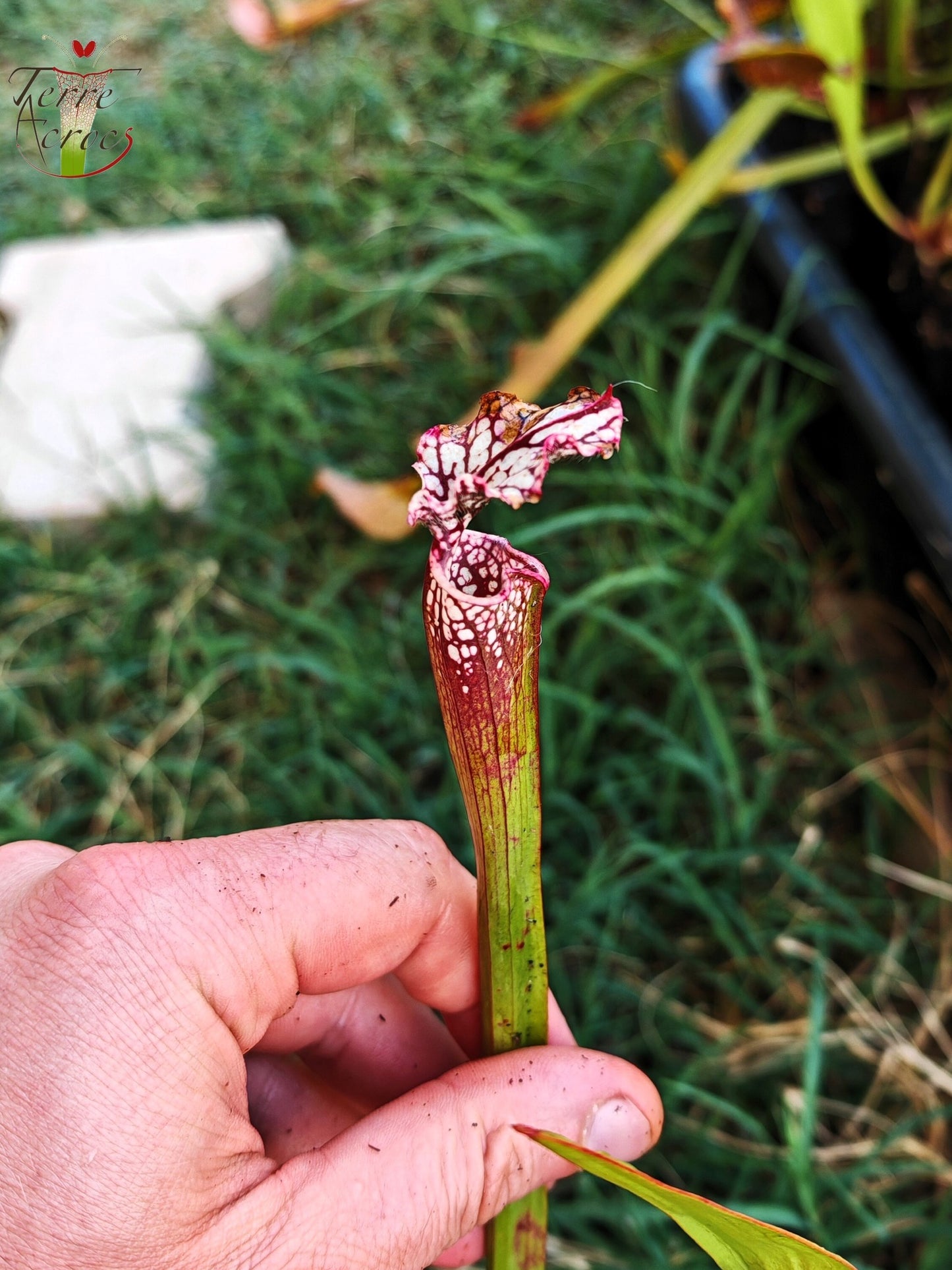 SL26c : Sarracenia leucophylla -- (L32c, MSrba)