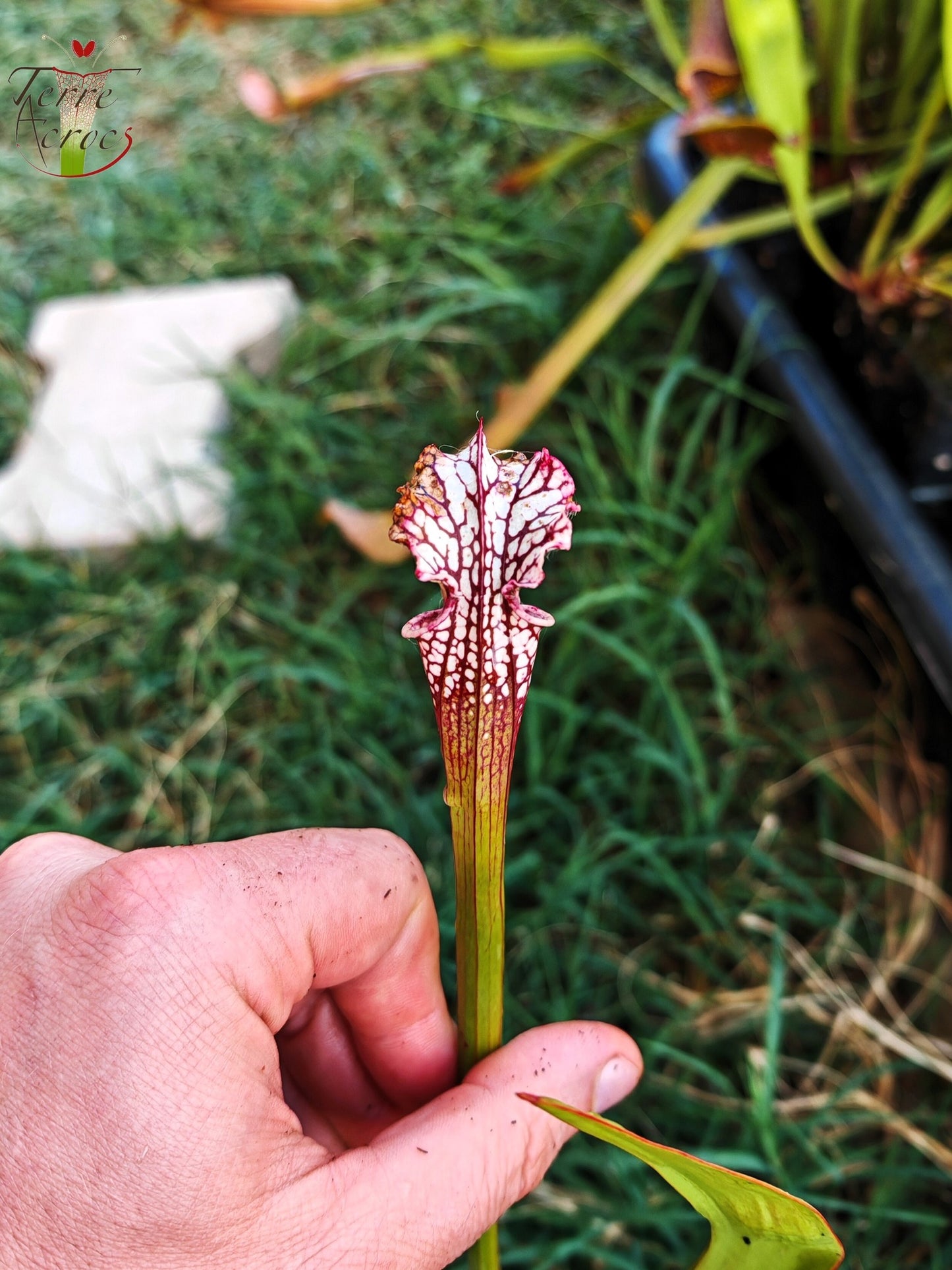 SL26c : Sarracenia leucophylla -- (L32c, MSrba)