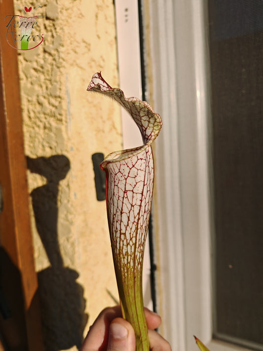 SL26c : Sarracenia leucophylla -- (L32c, MSrba)