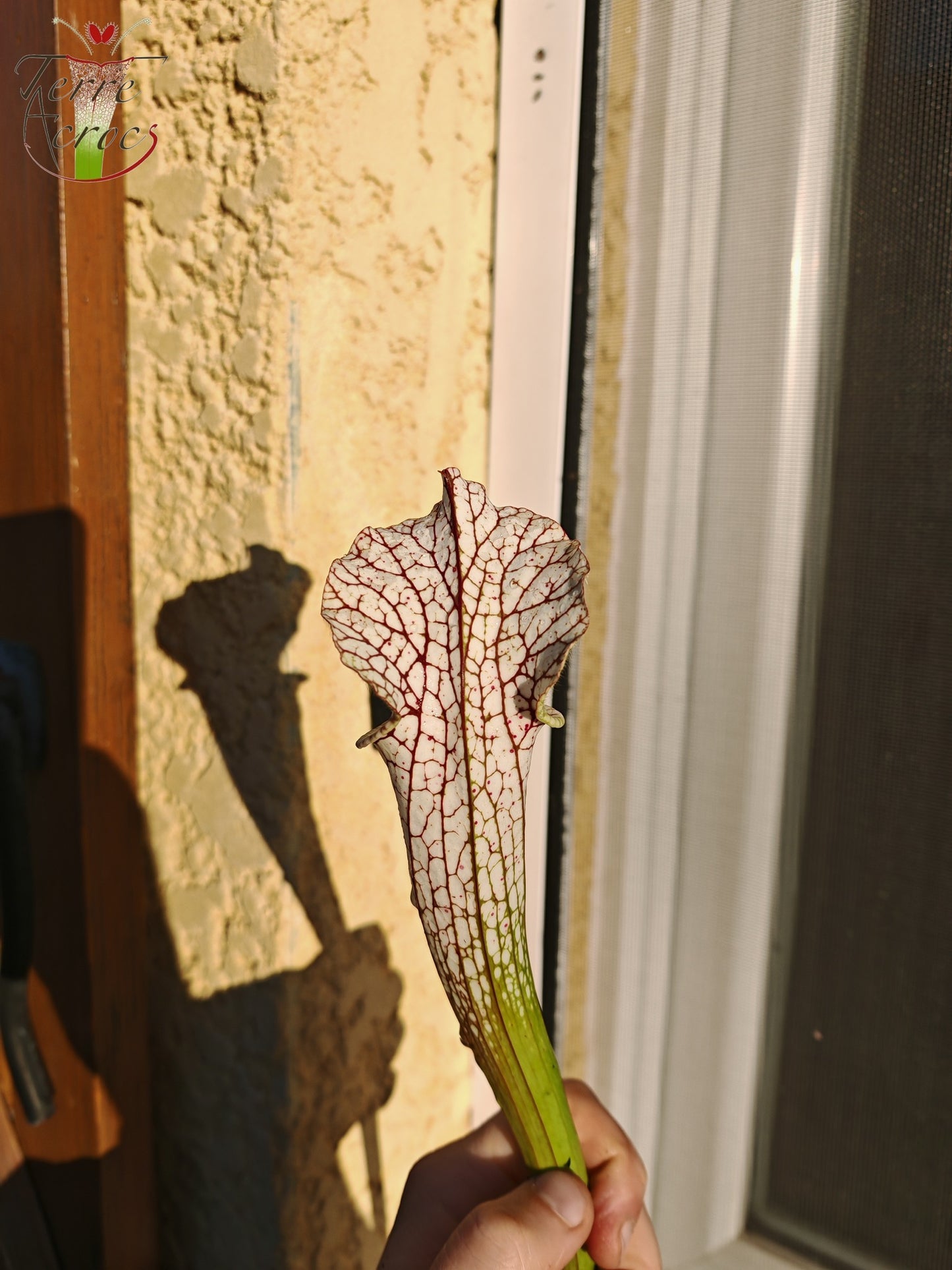 SL26c : Sarracenia leucophylla -- (L32c, MSrba)