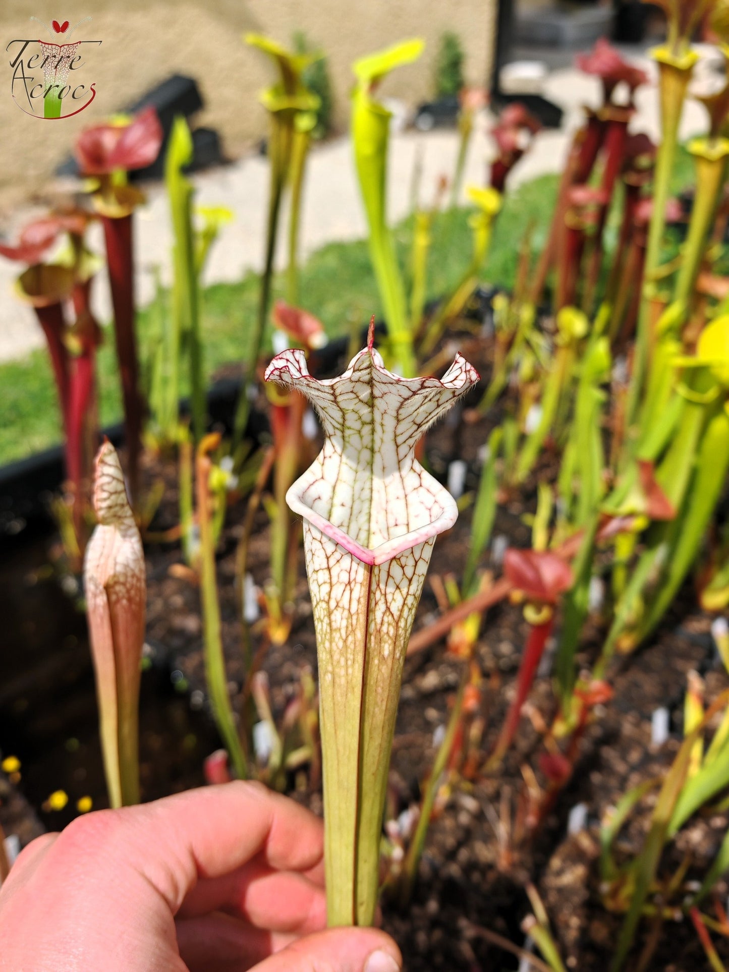 SL27 Sarracenia leucophylla -- (L35c, MSrba)