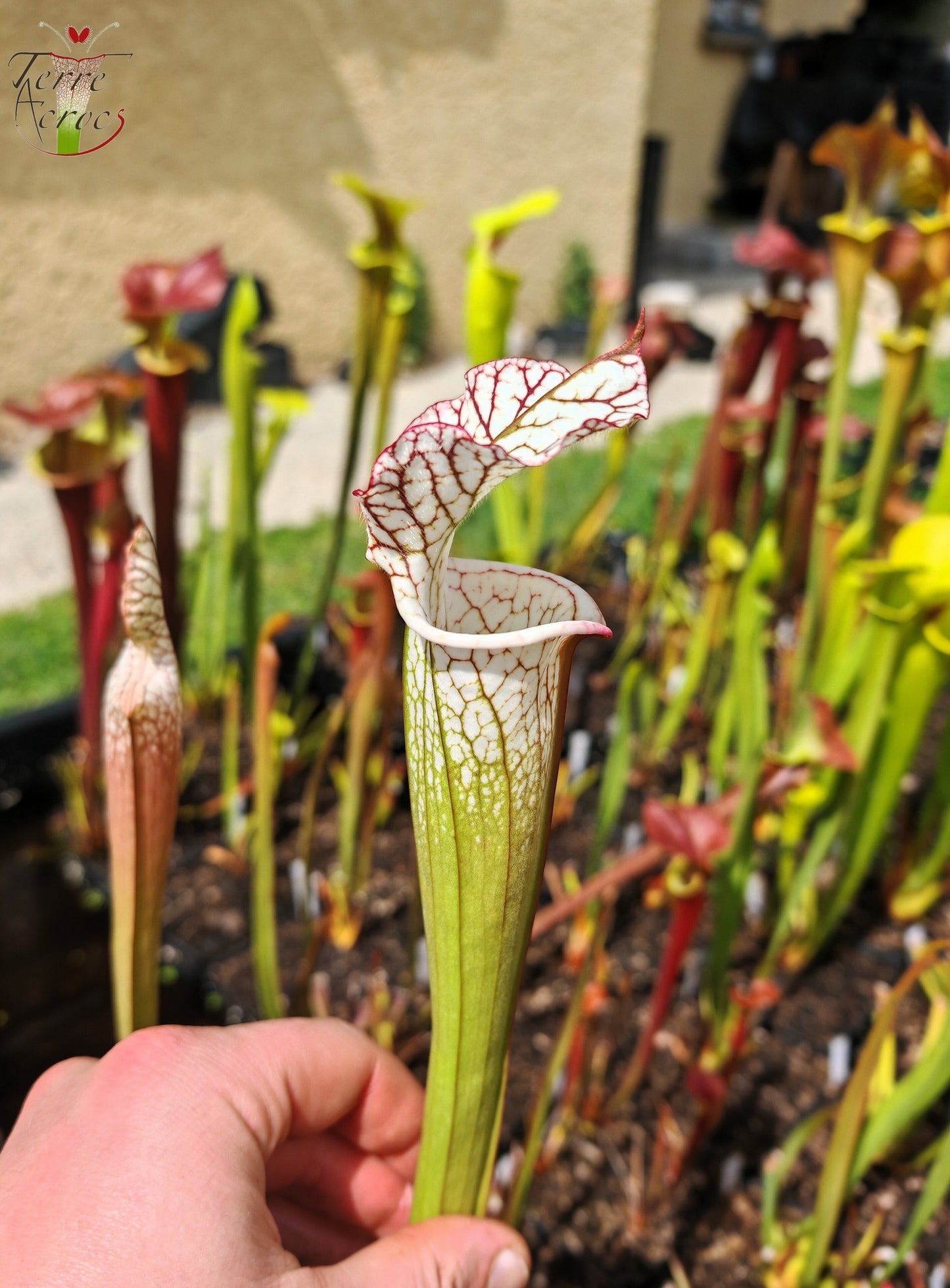 SL27 Sarracenia leucophylla -- (L35c, MSrba)