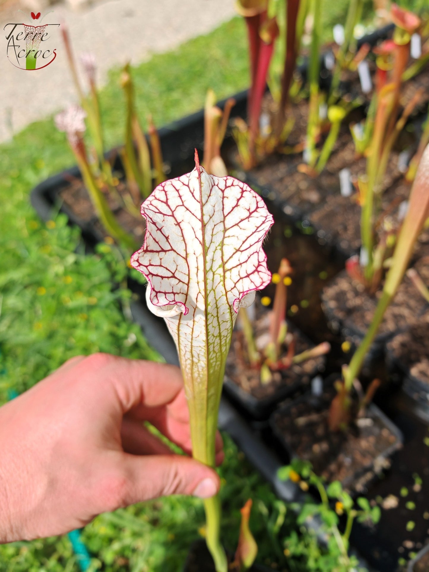 SL27 Sarracenia leucophylla -- (L35c, MSrba)