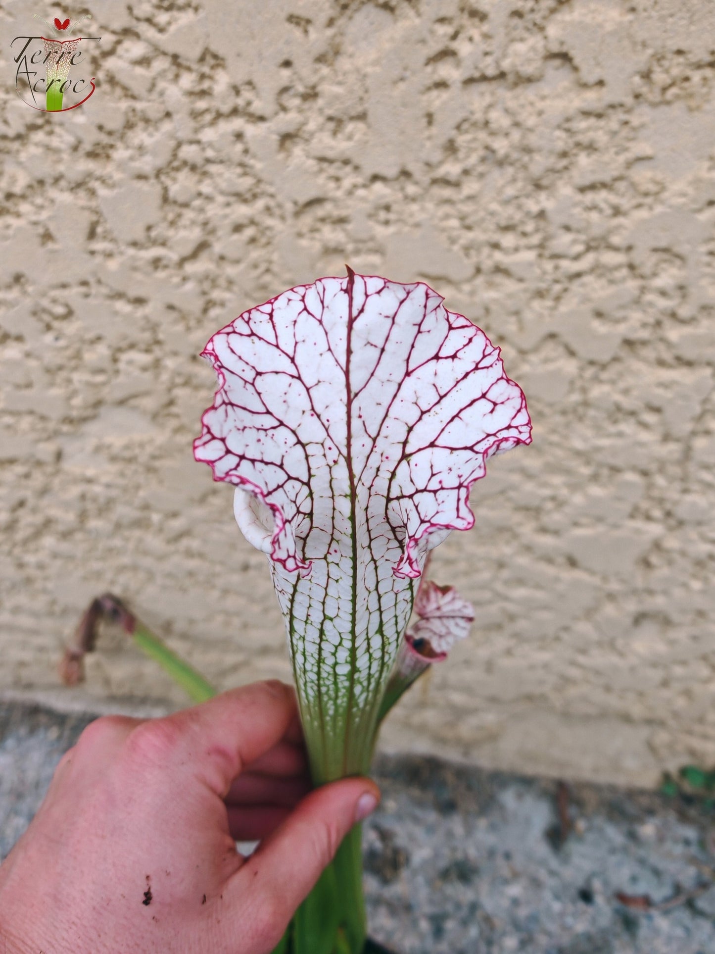 SL27 Sarracenia leucophylla -- (L35c, MSrba)