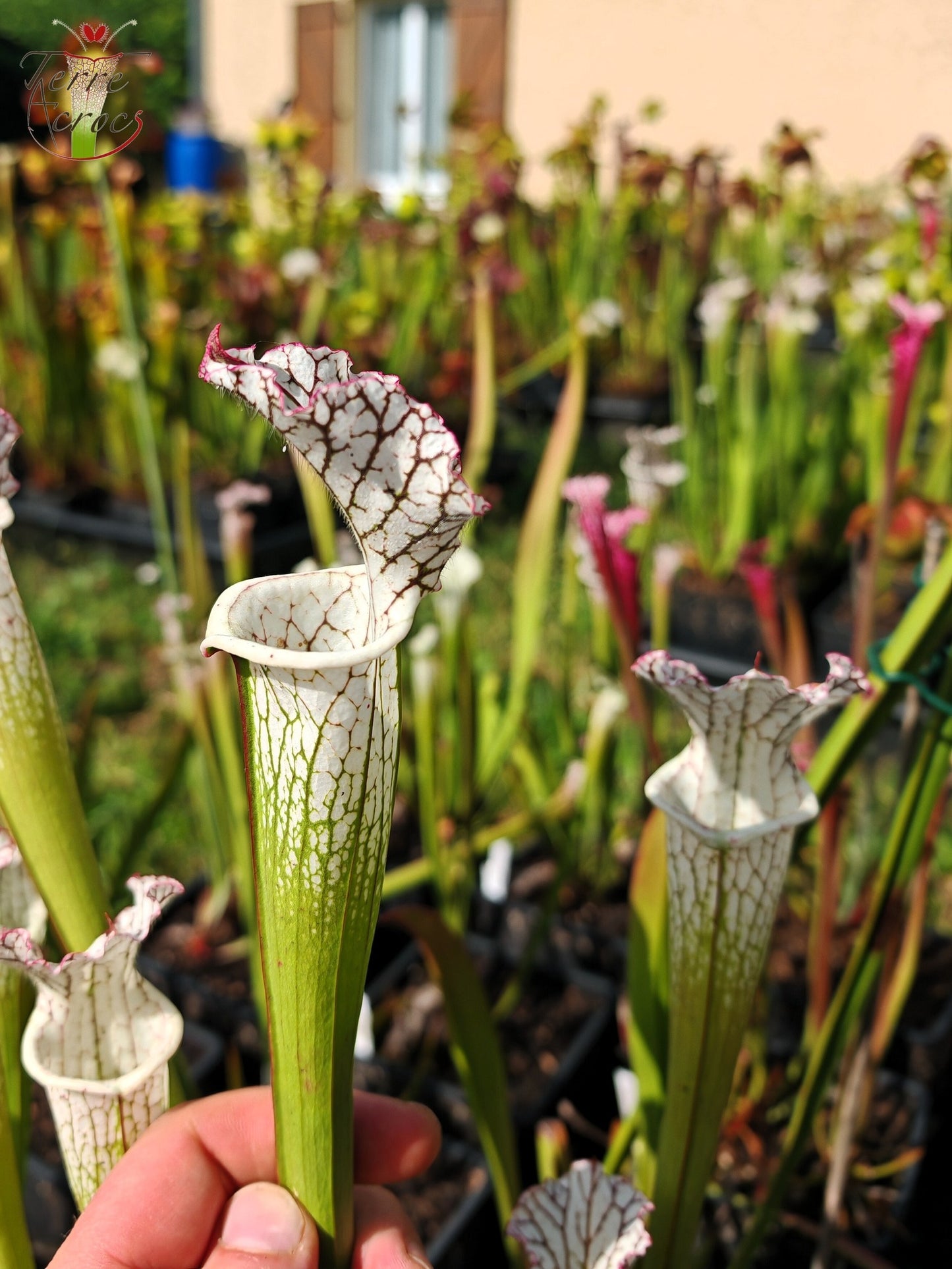 SL27 Sarracenia leucophylla -- (L35c, MSrba)