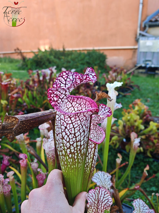 SL32 Sarracenia leucophylla -- (Large pink lipped x ‘Bocaza’) (Elegant Giant form)