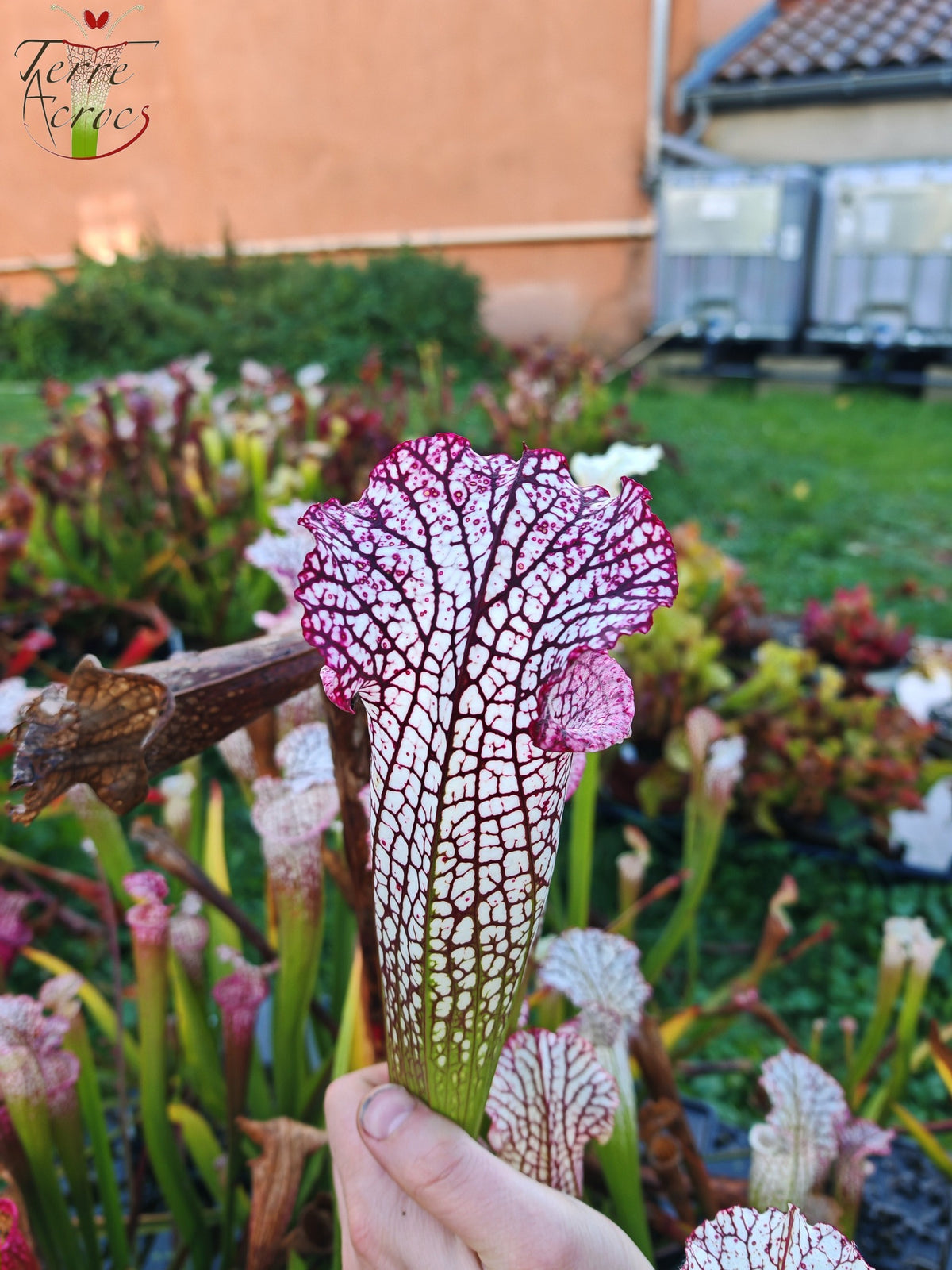 SL32 Sarracenia leucophylla -- (Large pink lipped x ‘Bocaza’) (Elegant Giant form)
