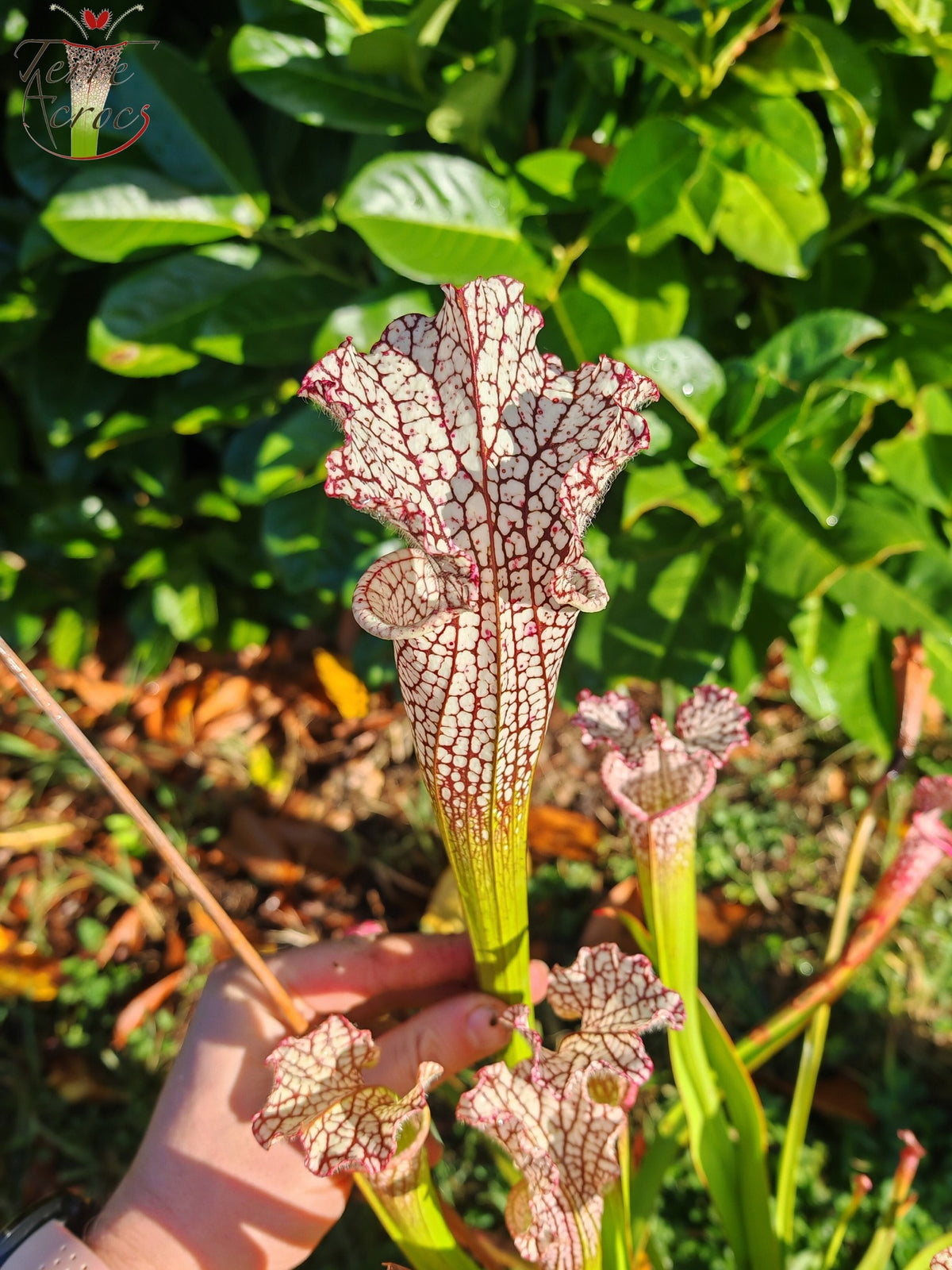 Semillas de Sarracenia 2025 (SL35 x OP)