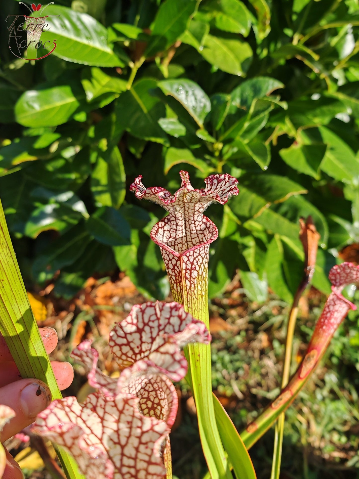 SL35 Sarracenia leucophylla – Hot Pink Selections 1, Botanik (L48a, MK)