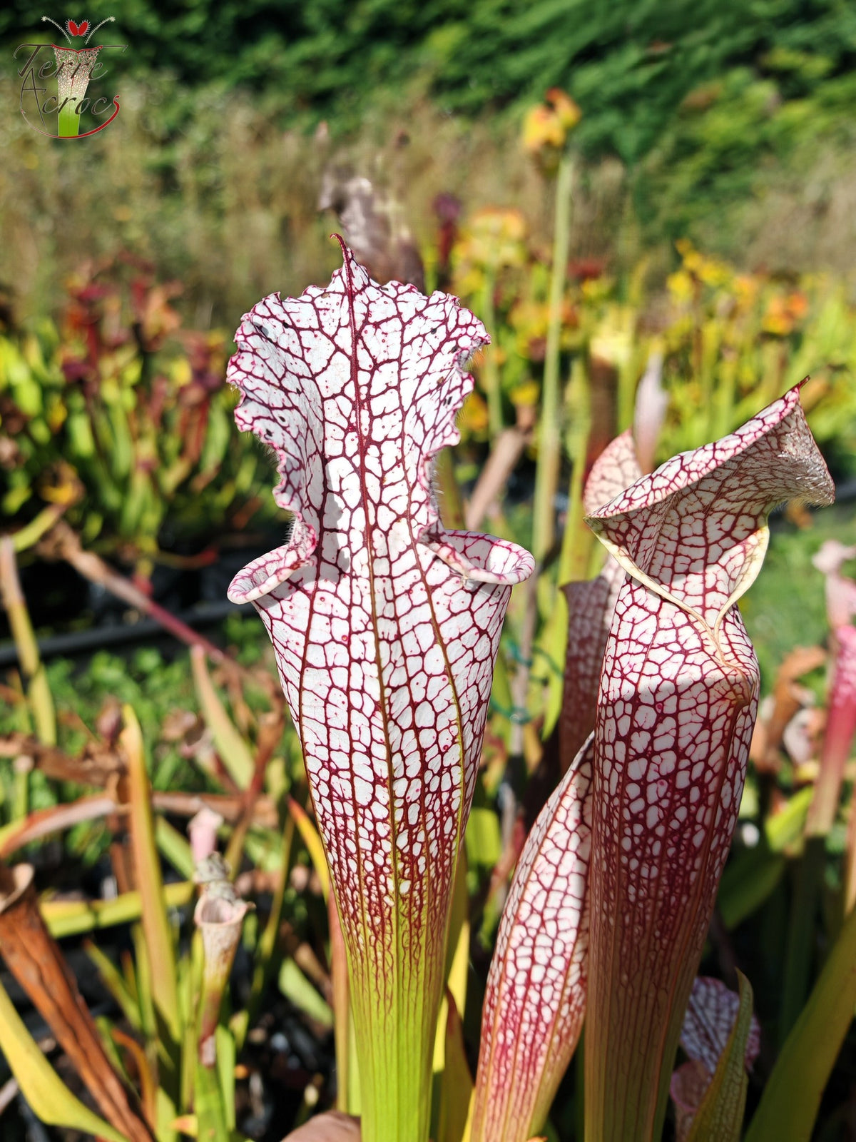 SL38 Sarracenia leucophylla -- 'Mont Blanc', F2
