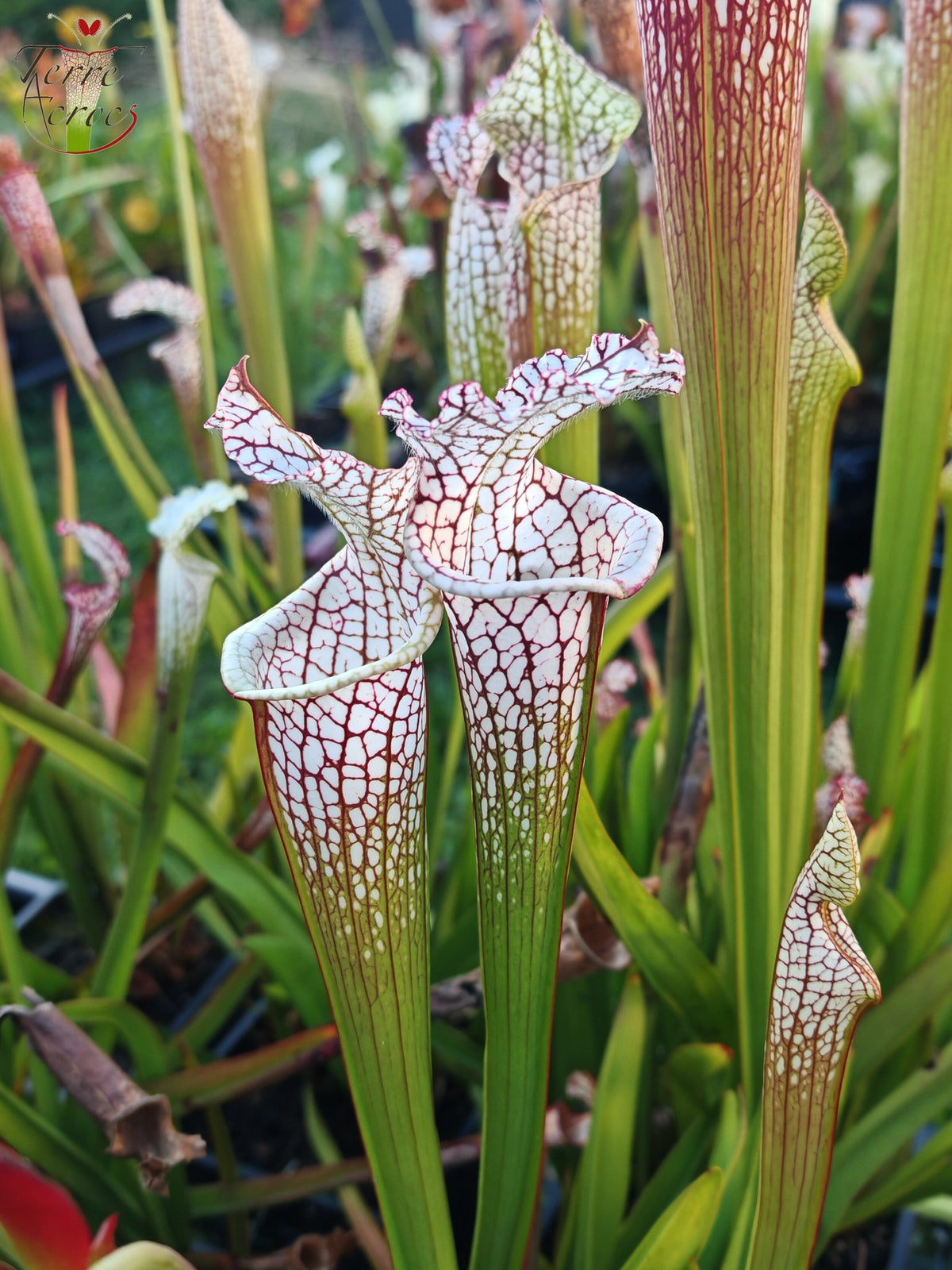 SL41 Sarracenia leucophylla -- Condado de Santa Rosa, FL, (WS) (L78, MK)