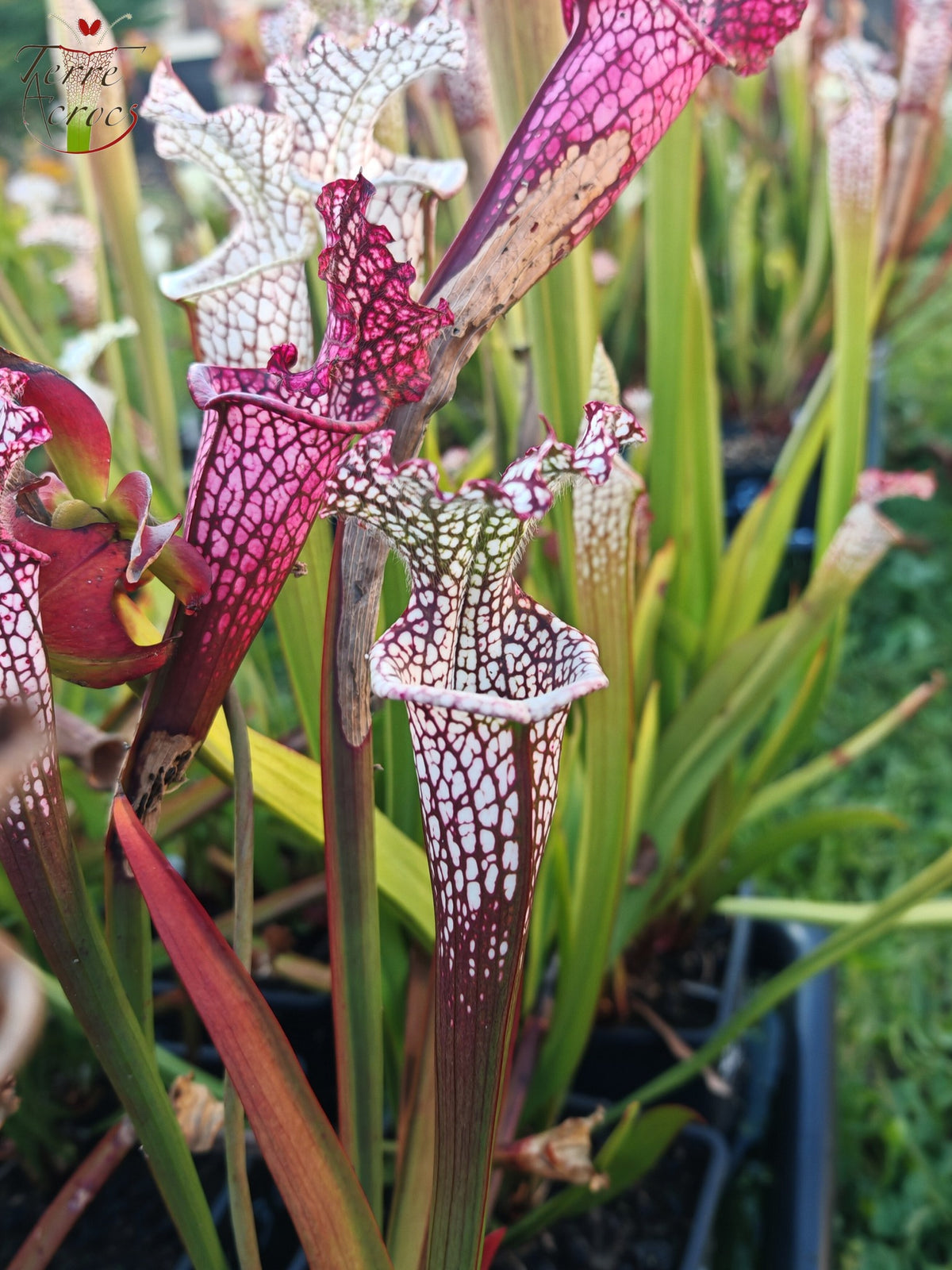 Semillas de Sarracenia 2025 (SL42 x OP)