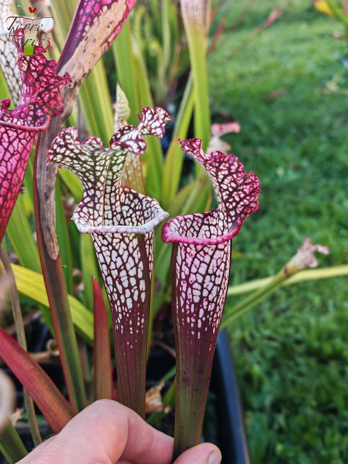 Semillas de Sarracenia 2025 (SL42 x OP)