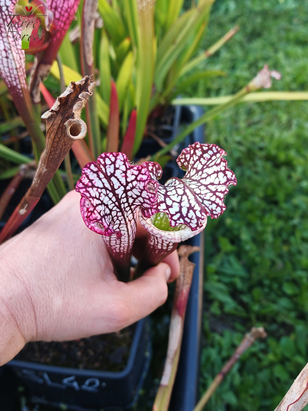 Semillas de Sarracenia 2025 (SL42 x OP)