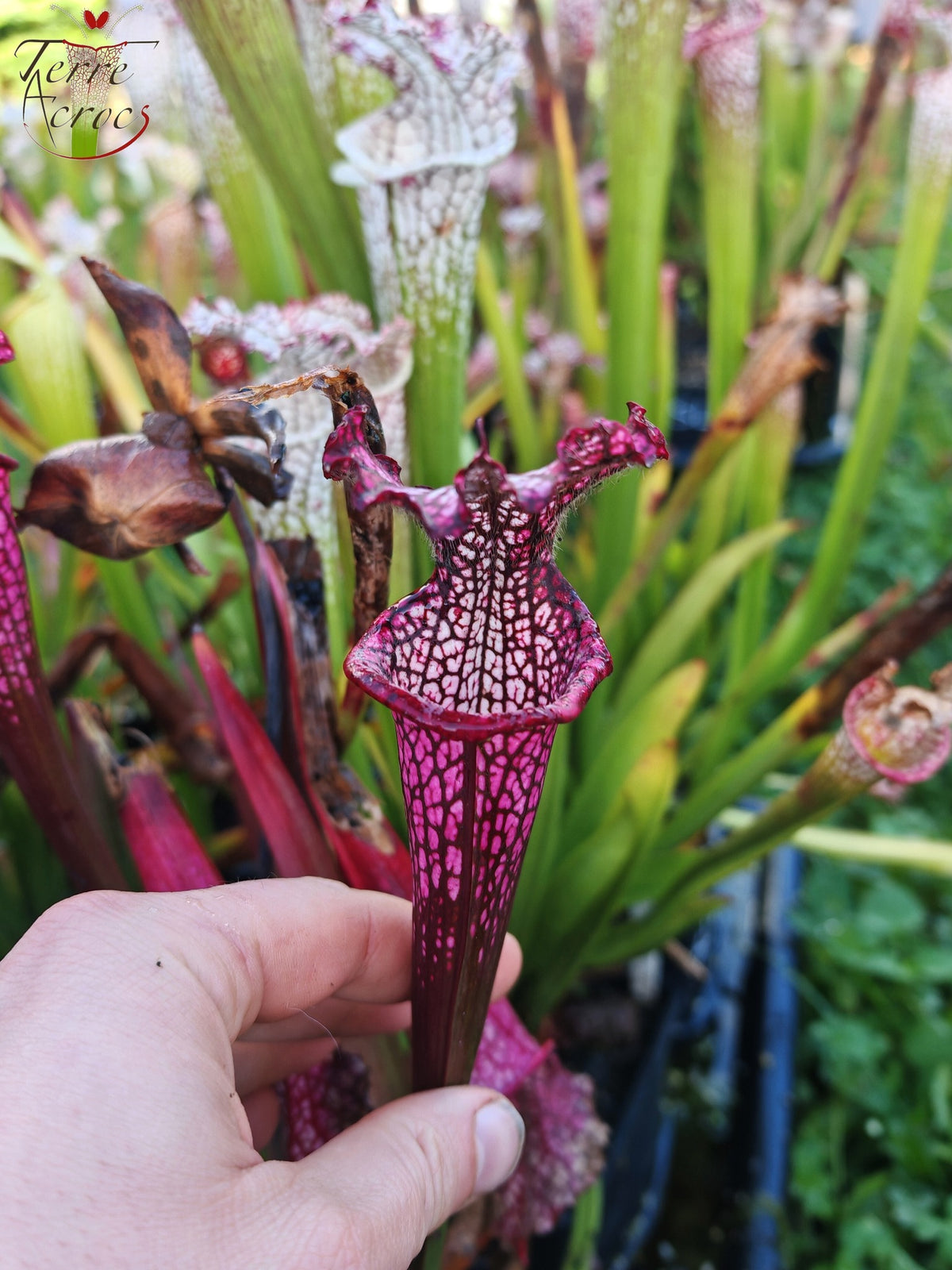Semillas de Sarracenia 2025 (SL42 x OP)
