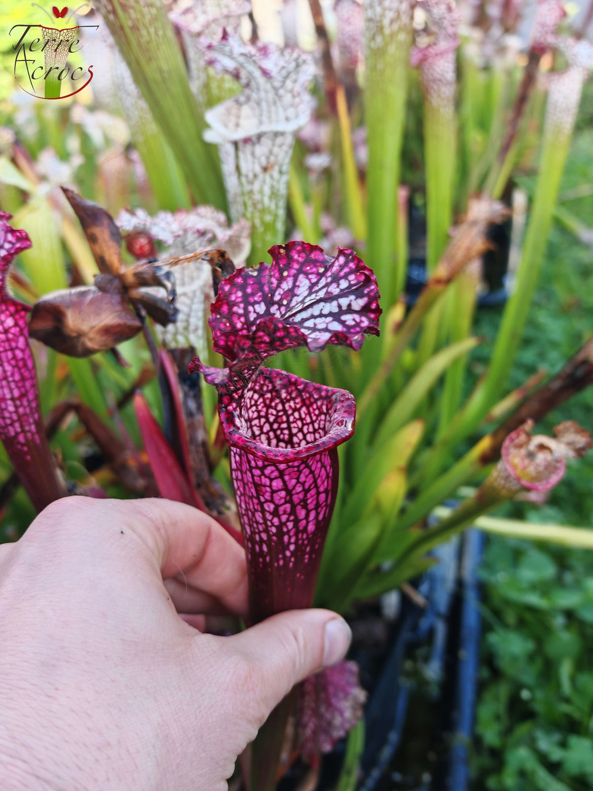 Semillas de Sarracenia 2025 (SL42 x OP)