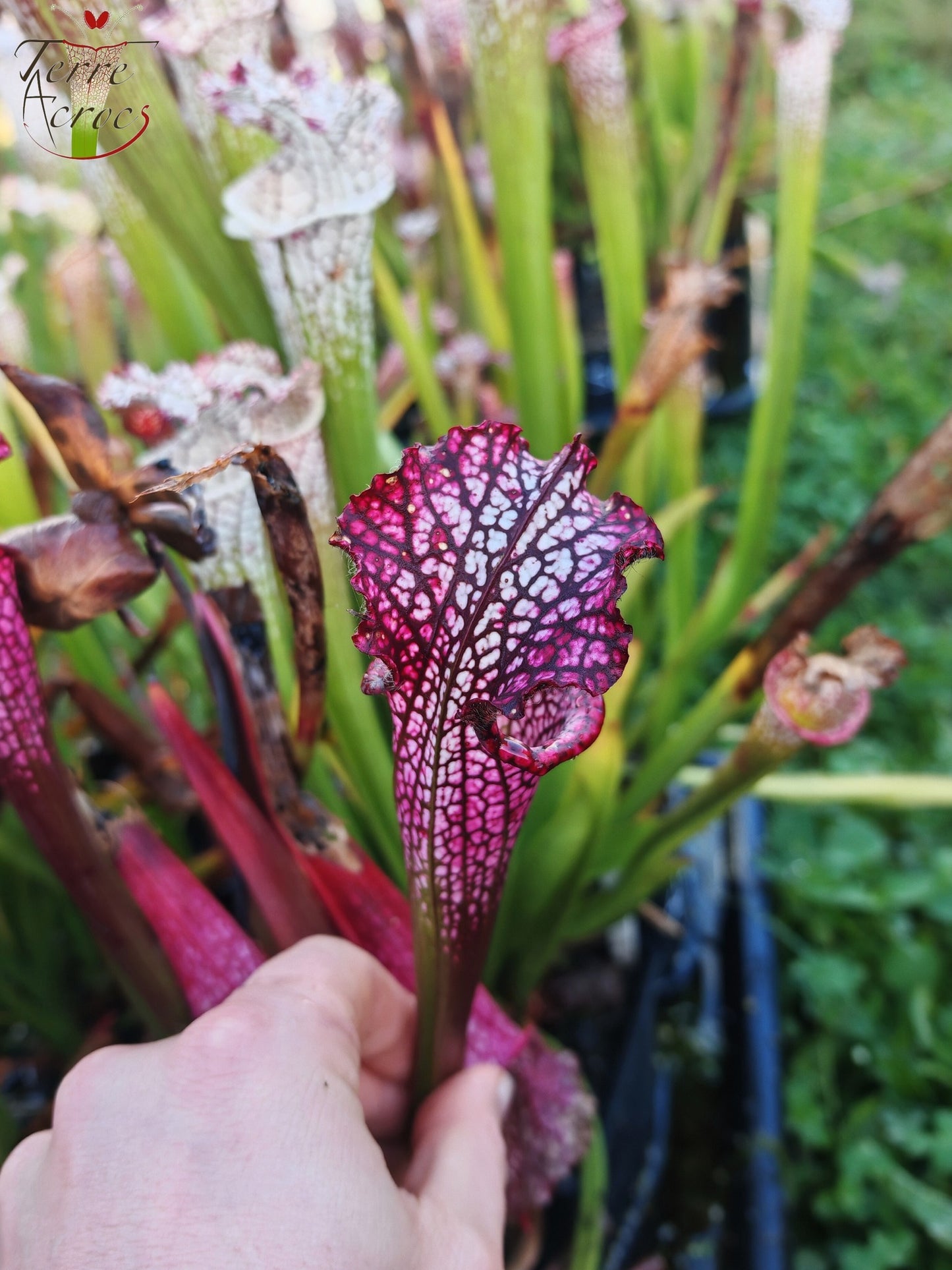 Sarracenia 2025 Samen (SL42 x OP)