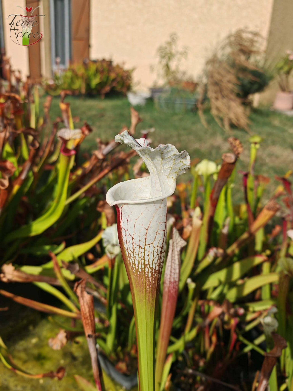 SLA01f Sarracenia leucophylla var. alba -- 'Hurricane Creek White' (Clon F)