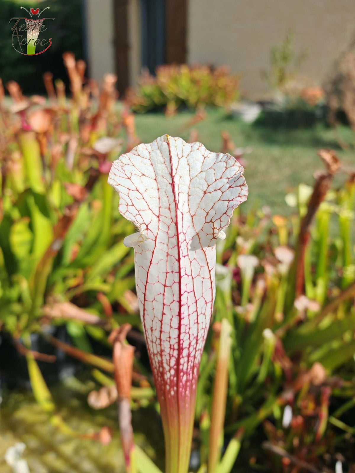 SLA01f Sarracenia leucophylla var. alba -- 'Hurricane Creek White' (Clon F)