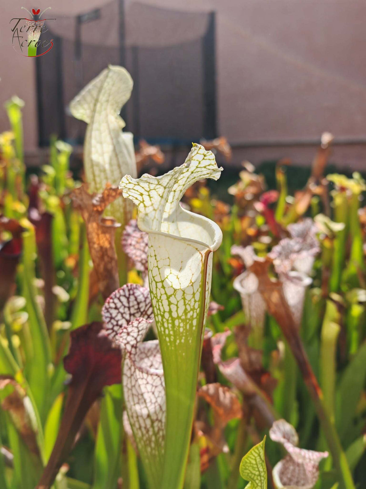 SLA01f Sarracenia leucophylla var. alba -- 'Hurricane Creek White' (Clon F)