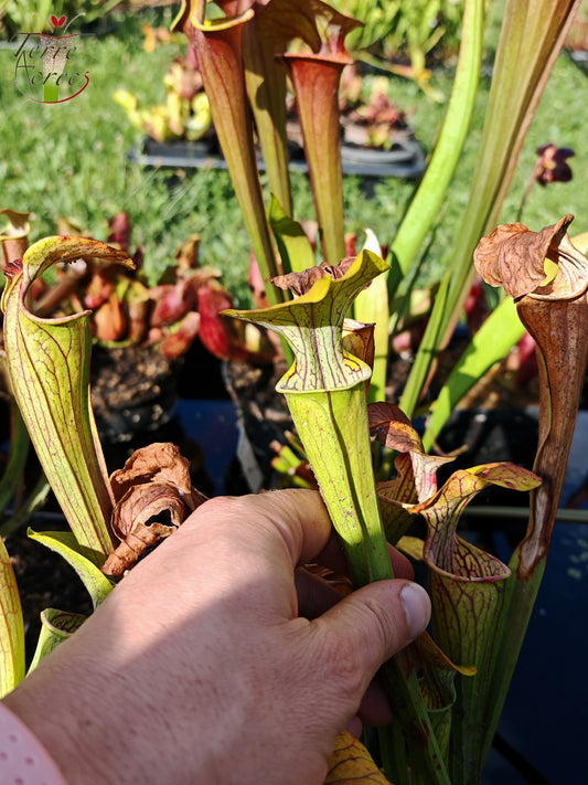 SOO01 Sarracenia oreophila var. ornata -- Heavily veined form, GA (PW)(O16, MK)