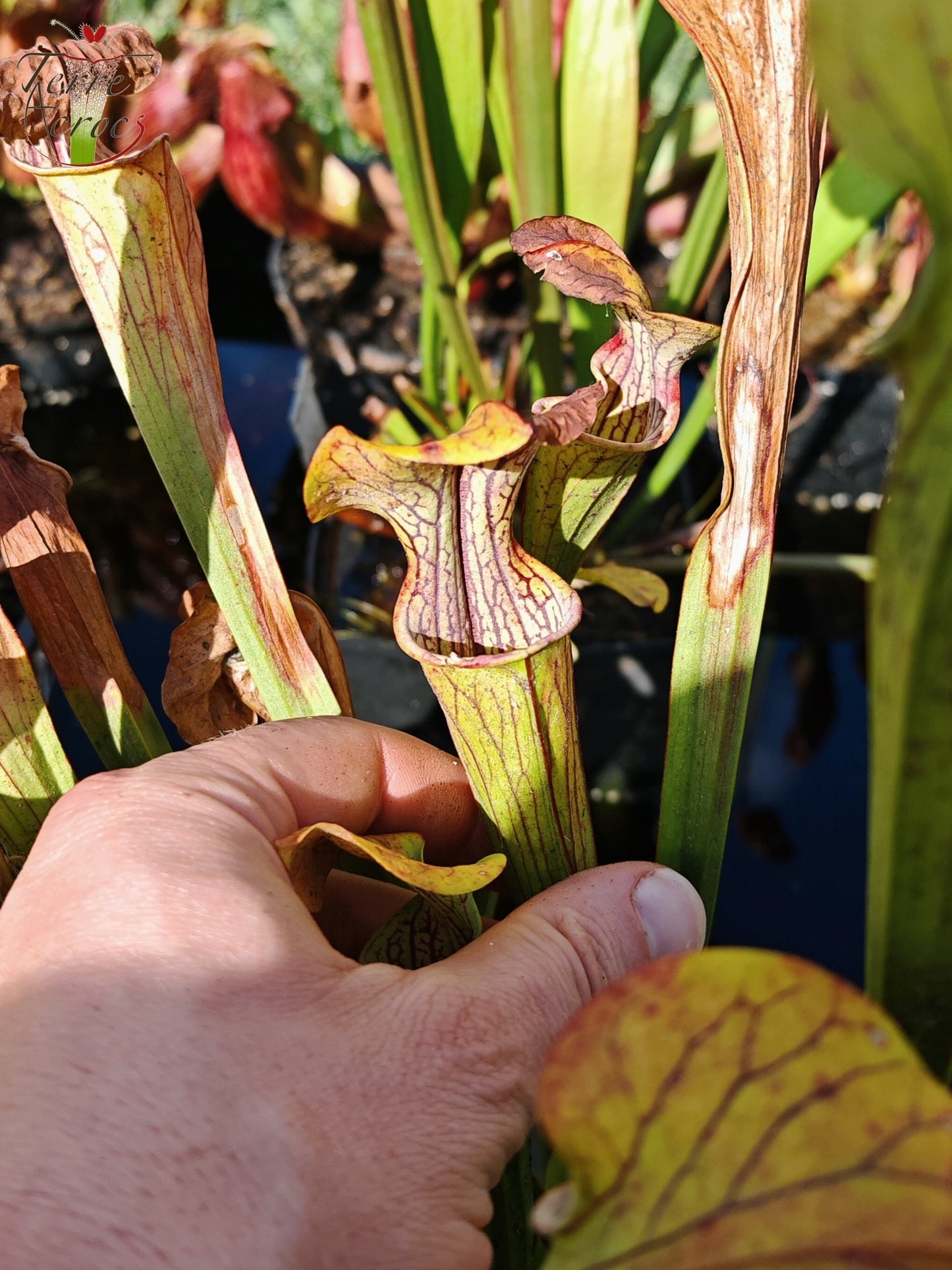 SOO01 Sarracenia oreophila var. ornata -- Heavily veined form, GA (PW)(O16, MK)