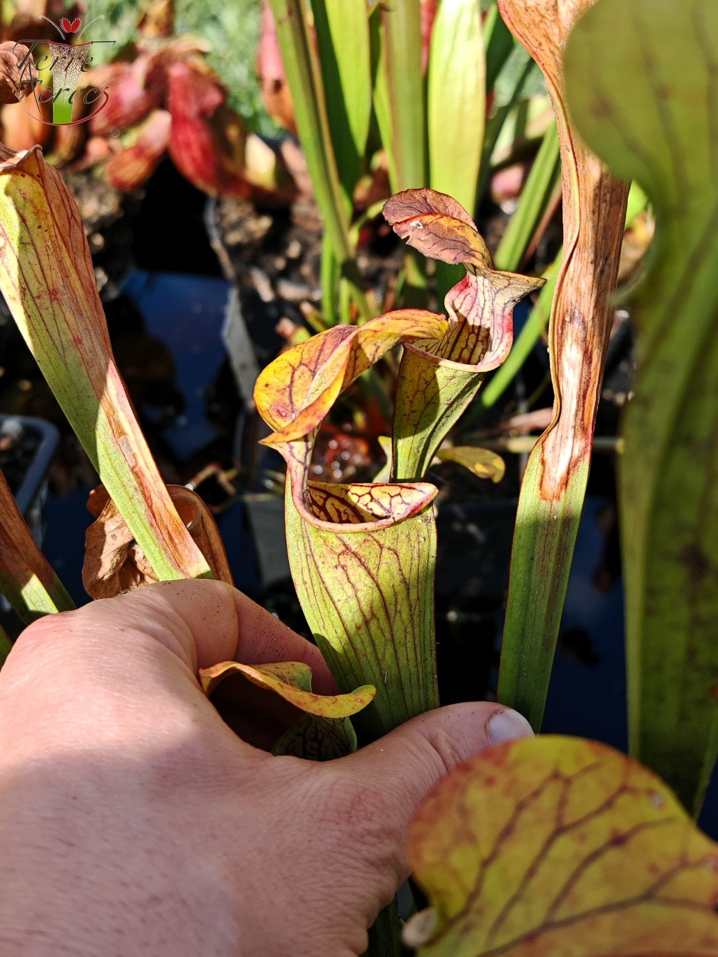 SOO01 Sarracenia oreophila var. ornata -- Heavily veined form, GA (PW)(O16, MK)