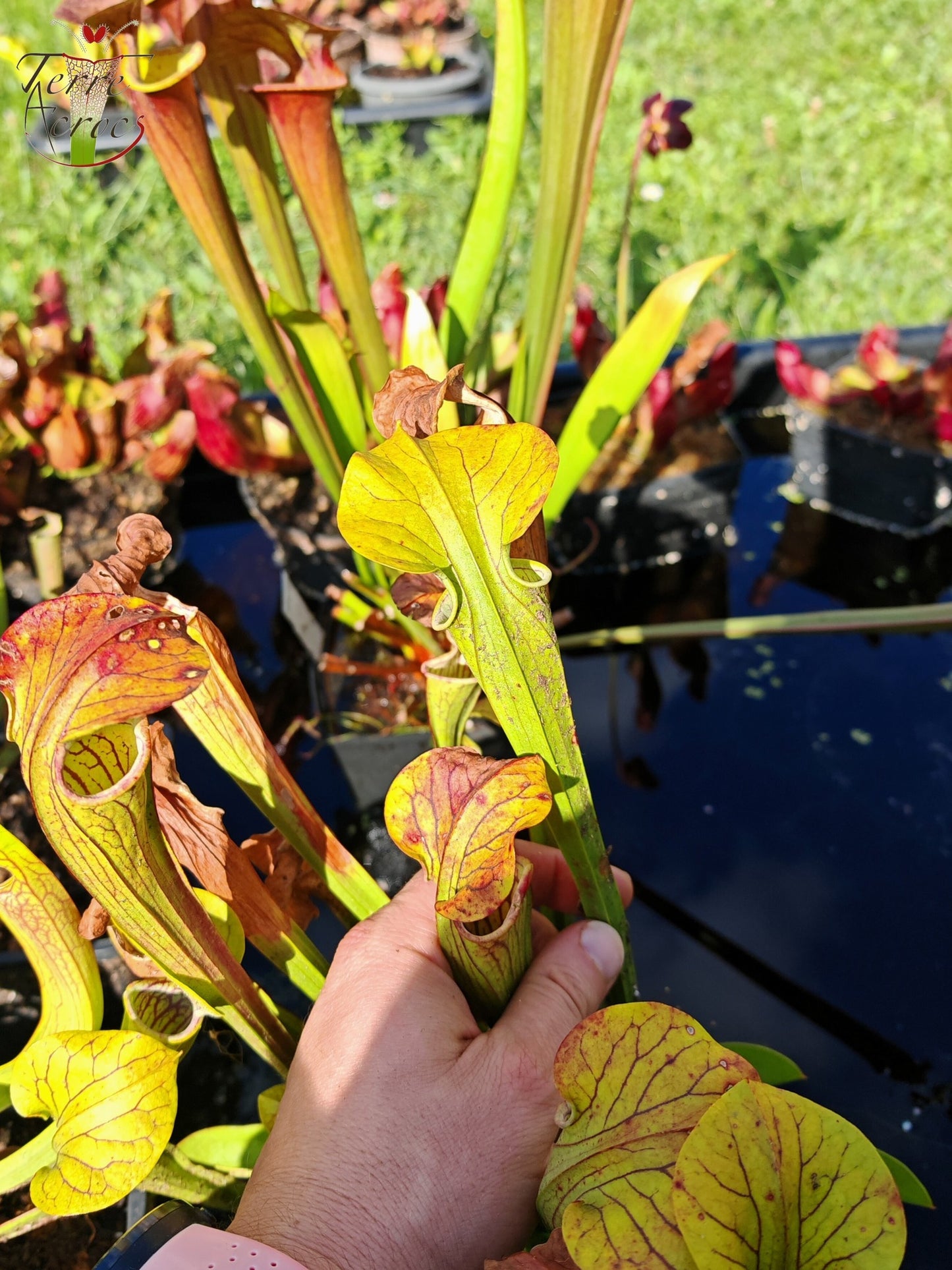 SOO01 Sarracenia oreophila var. ornata -- Heavily veined form, GA (PW)(O16, MK)