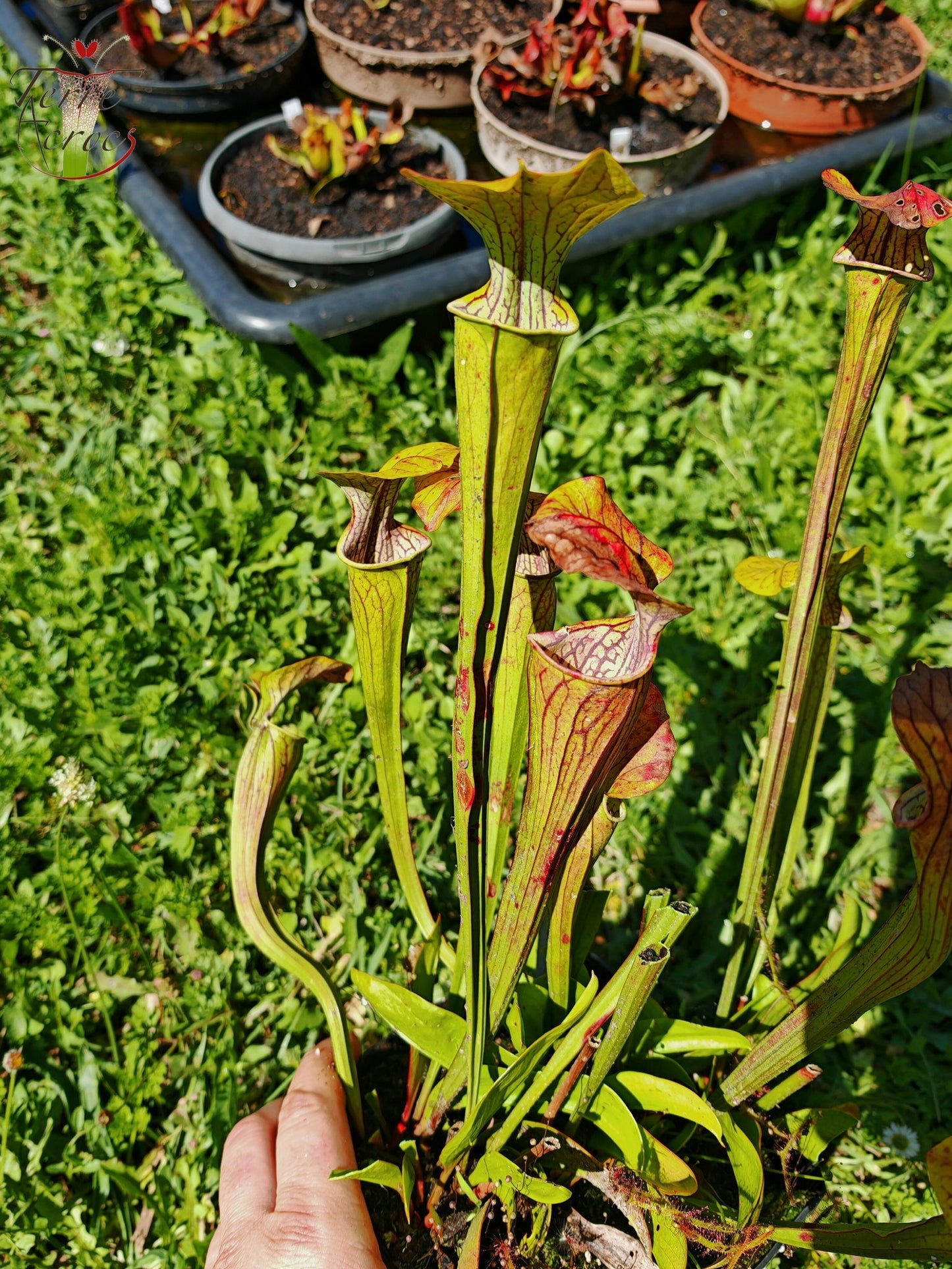 SOO01 Sarracenia oreophila var. ornata -- Heavily veined form, GA (PW)(O16, MK)