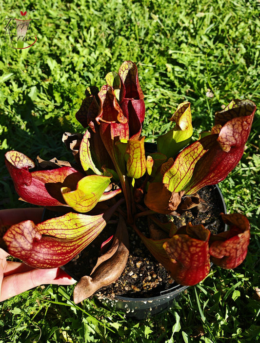 SPP04 Sarracenia purpurea ssp. purpurea -- Tourbière de Frasne, 840m, Frasne, Doubs, France