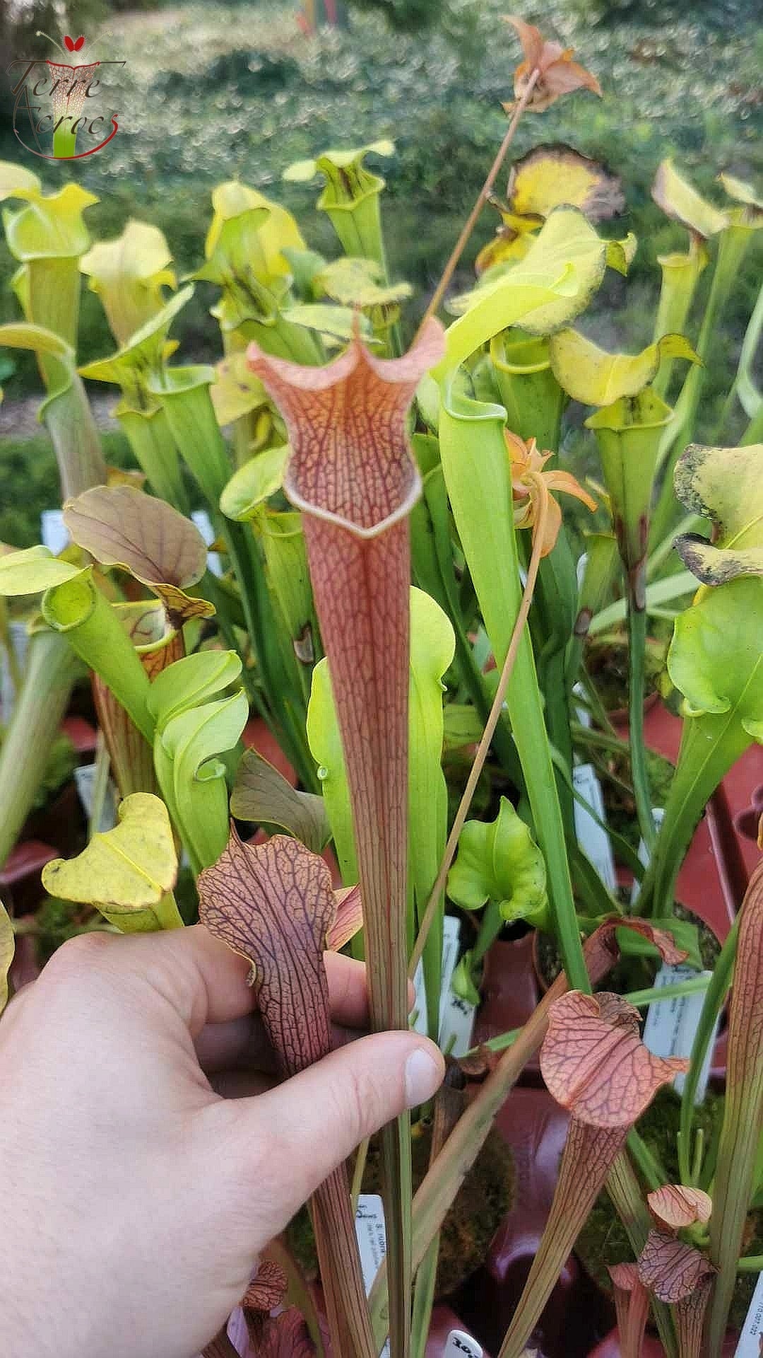 SRG01 Sarracenia rubra ssp gulfensis -- Dark tall pitchers