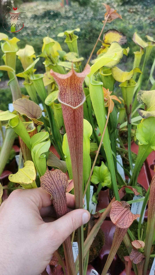SRG01 Sarracenia rubra ssp gulfensis -- Dark tall pitchers